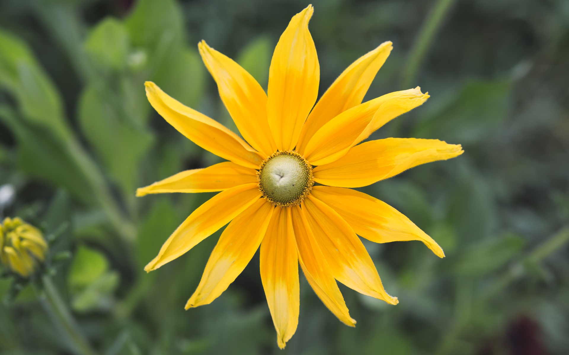 Желтый красивый цветок рудбекия  крупным планом 