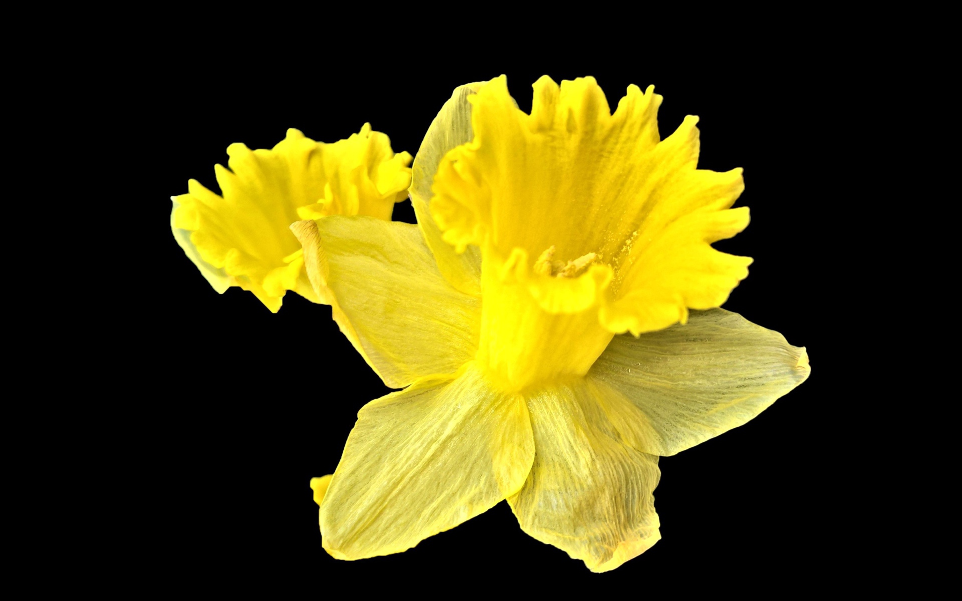 Желтый цветок нарцисса на черном фоне крупным планом