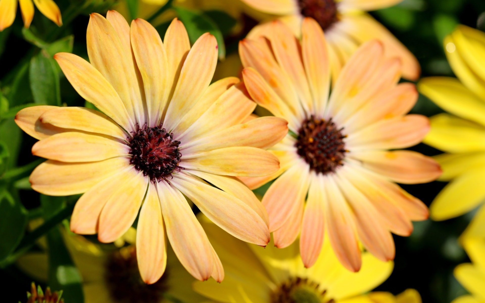 Желтые цветы  Остеоспермум крупным планом 