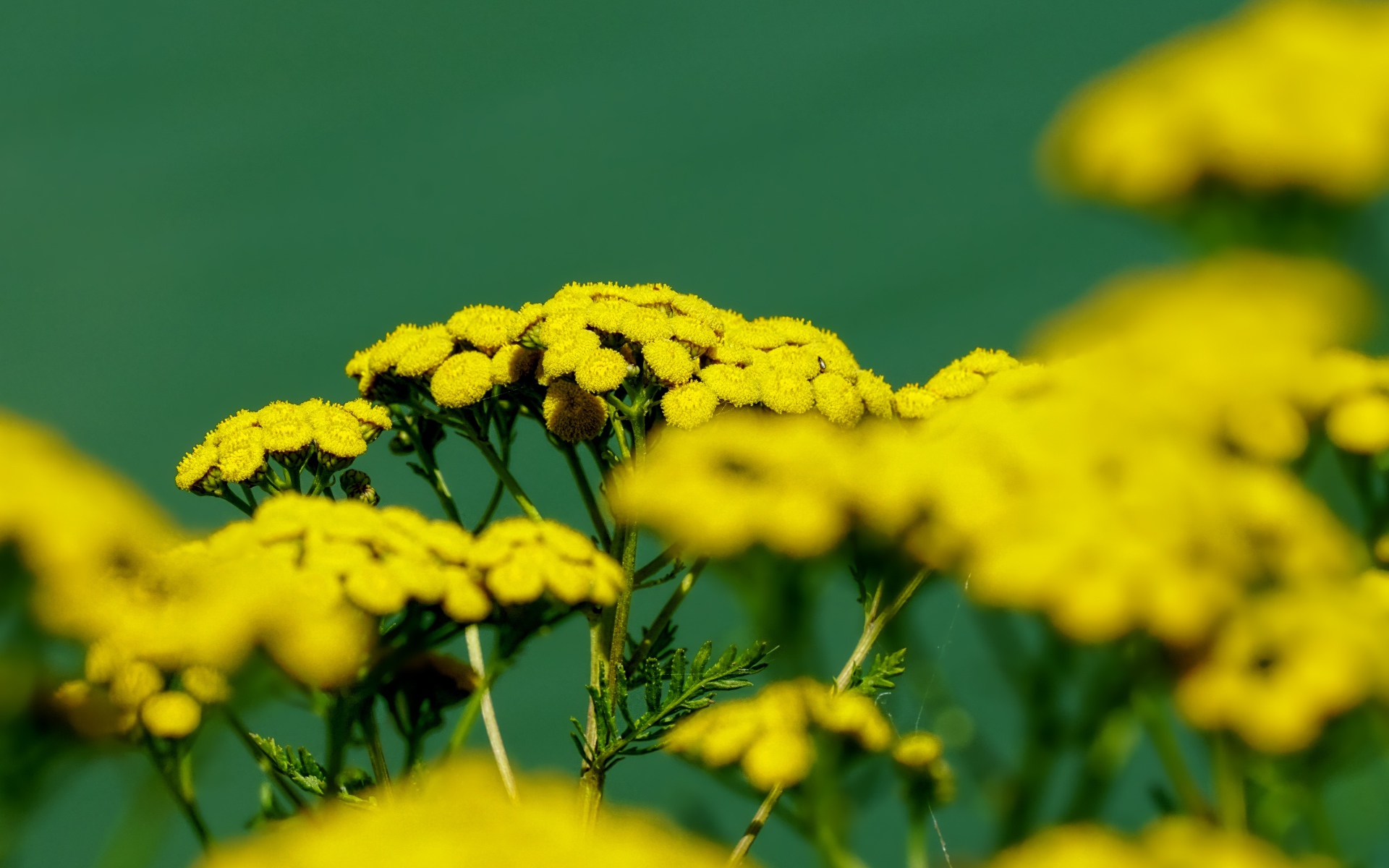 Желтые цветы пижмы на зеленом фоне крупным планом