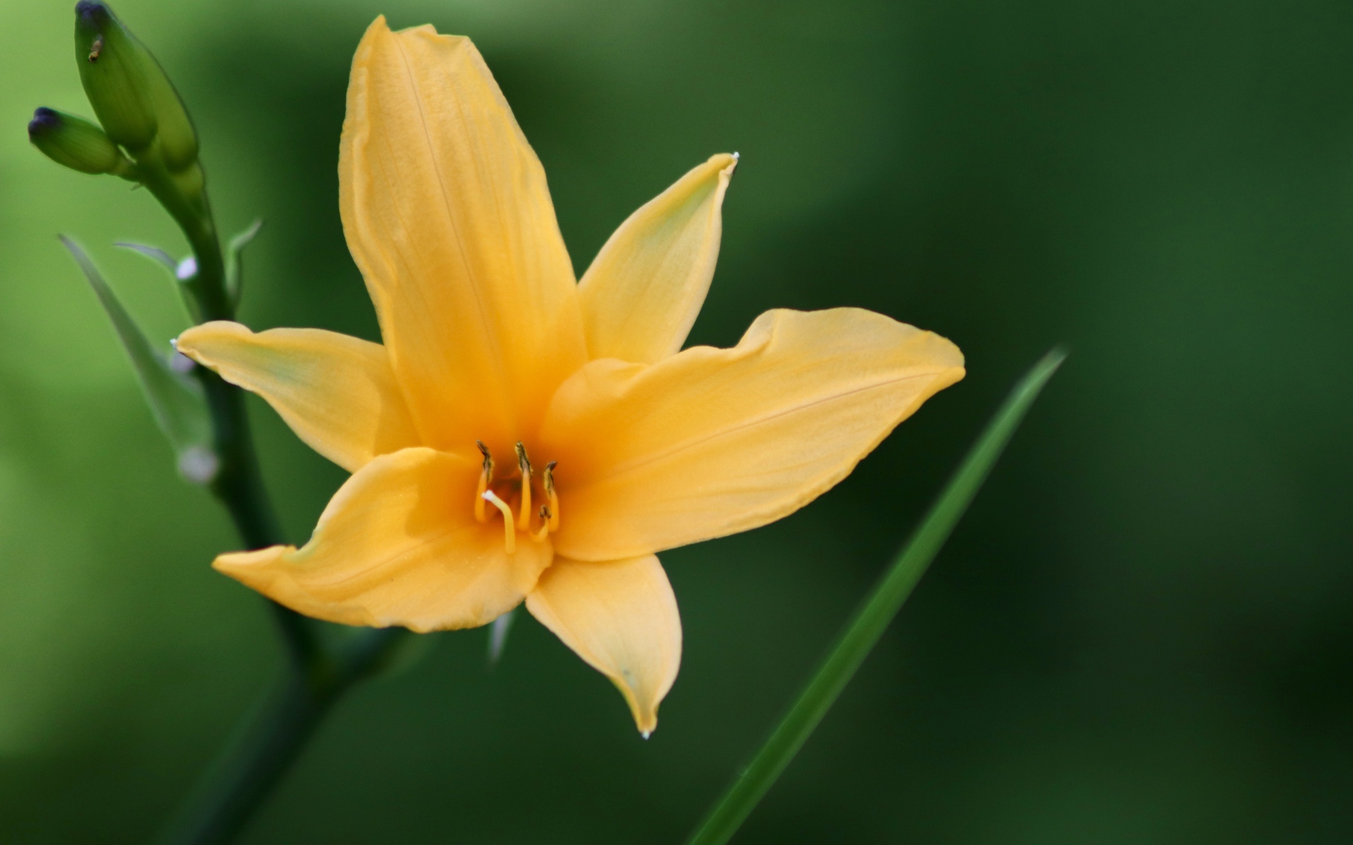 Желтая лилия с бутонами на клумбе крупным планом