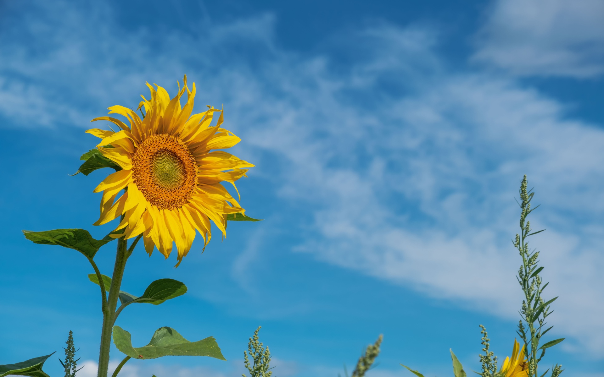 Желтый летний цветок подсолнуха на фоне голубого неба 