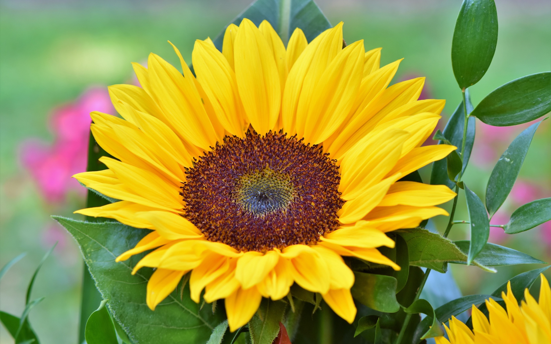 Желтый цветок подсолнуха в зеленых листьях крупным планом