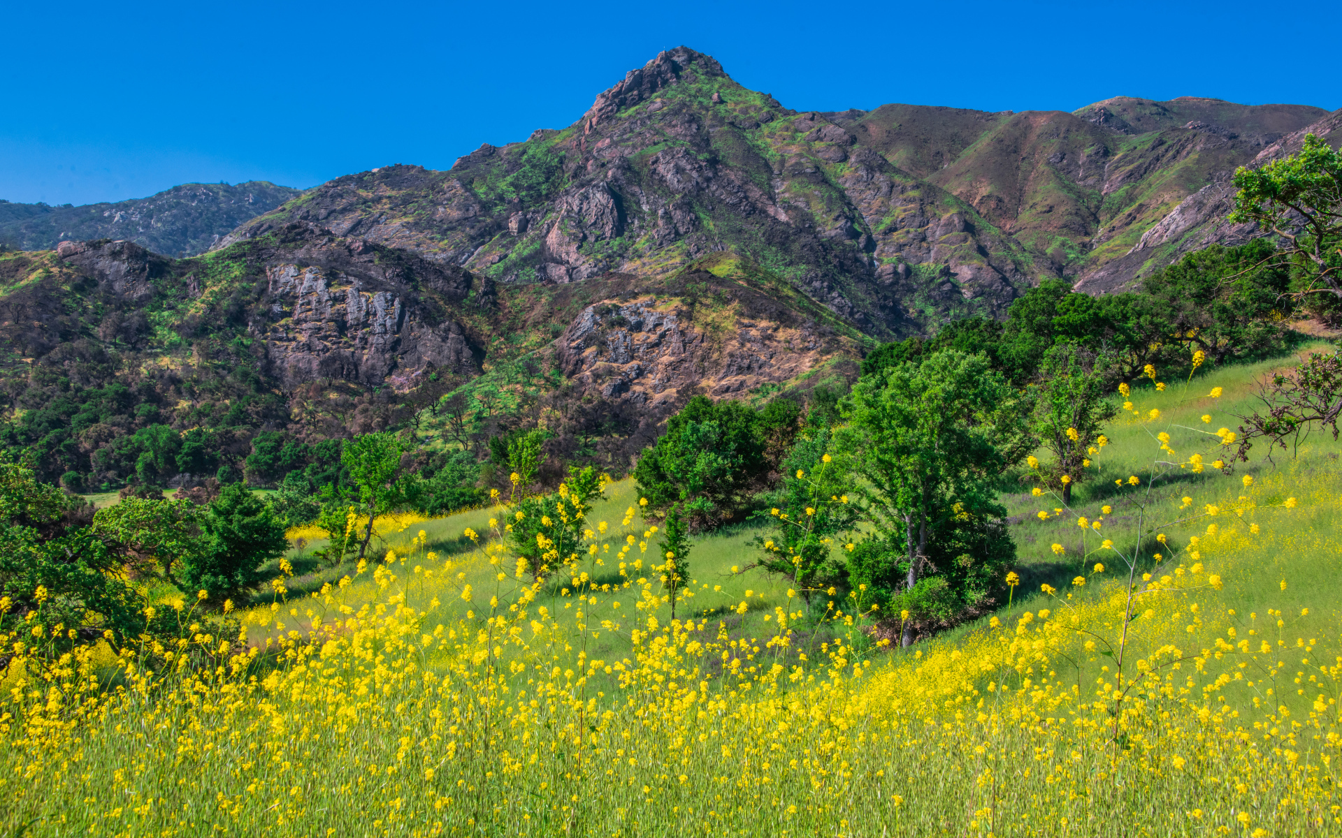 Желтые цветы и зеленая трава у подножия горы