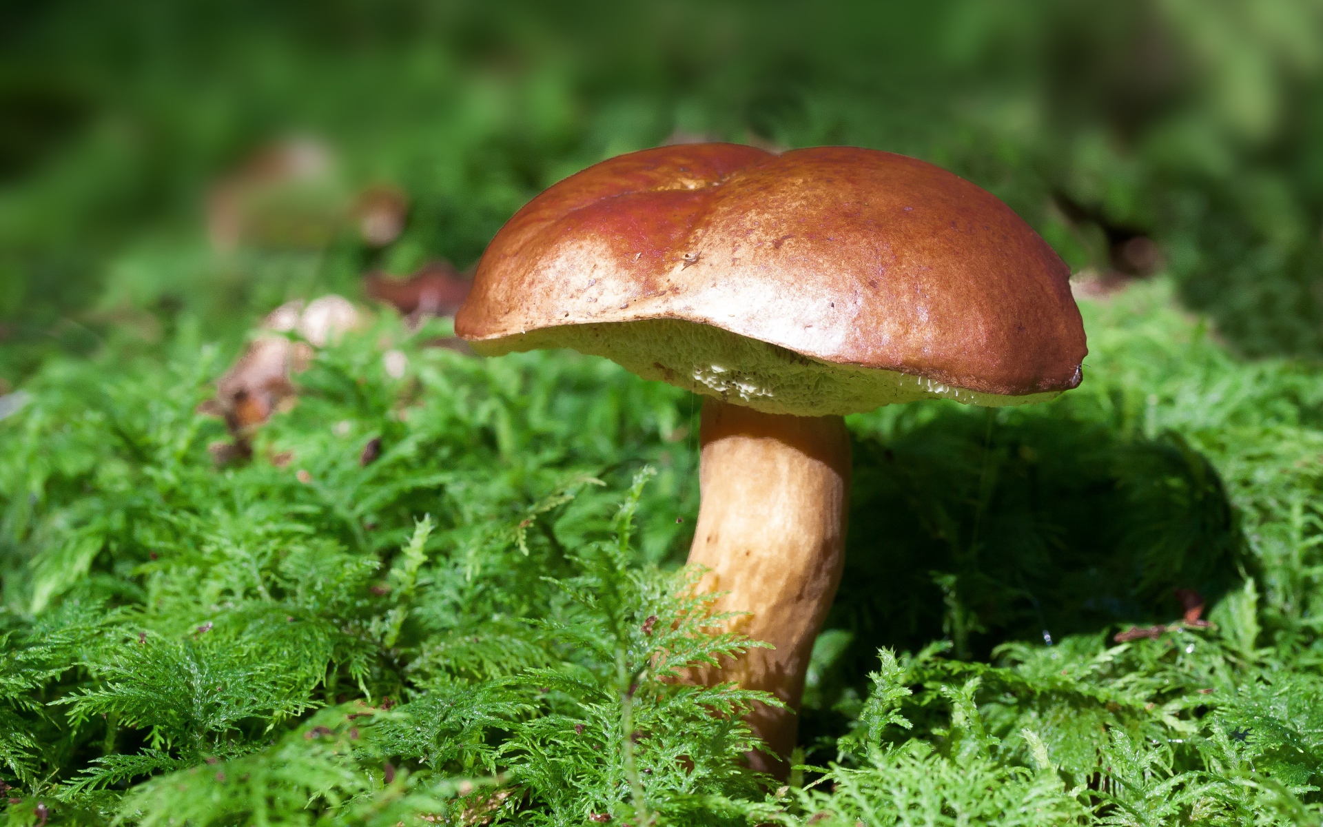 Большой польский гриб на покрытой мхом земле