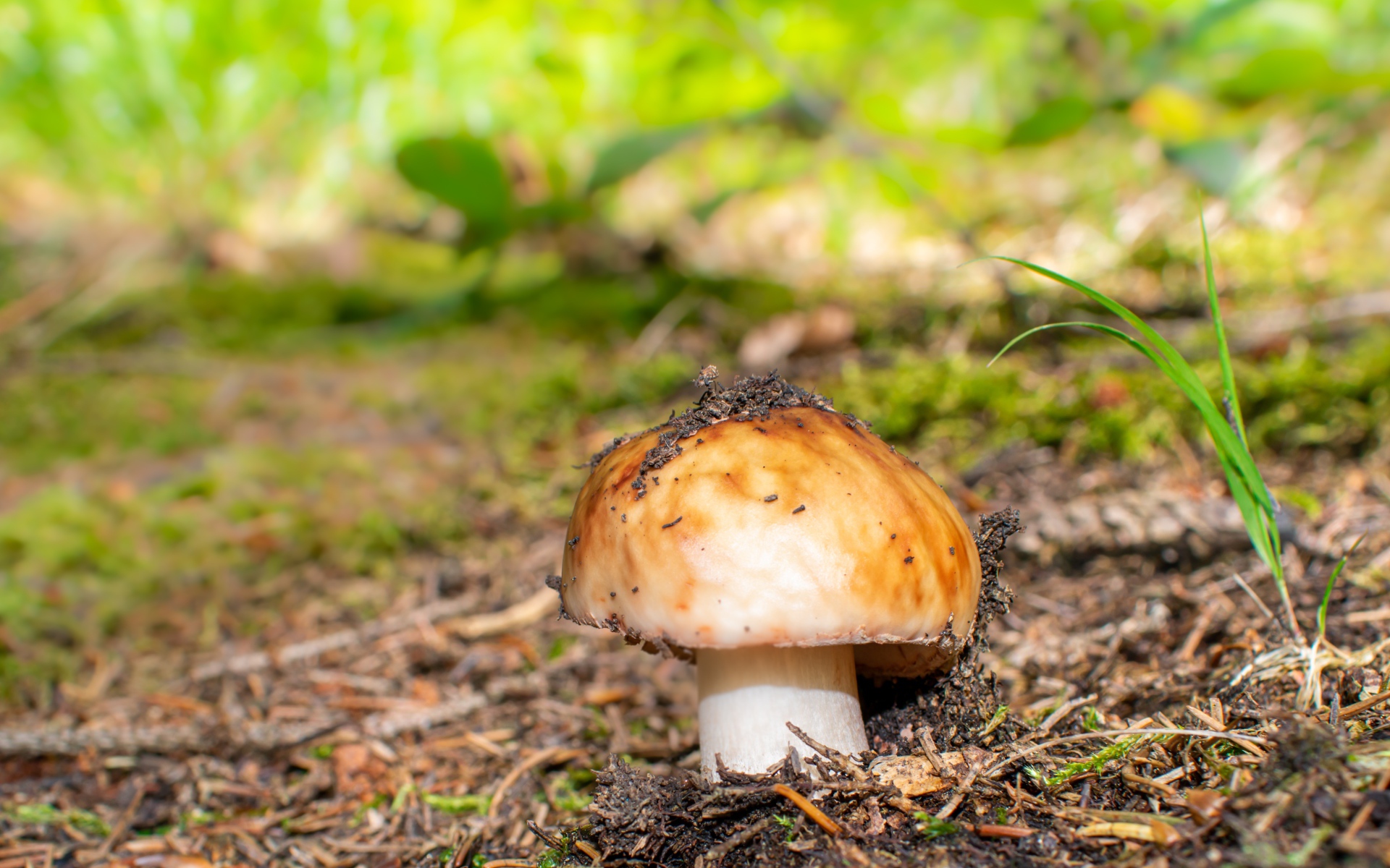 Гриб в земле в лесу