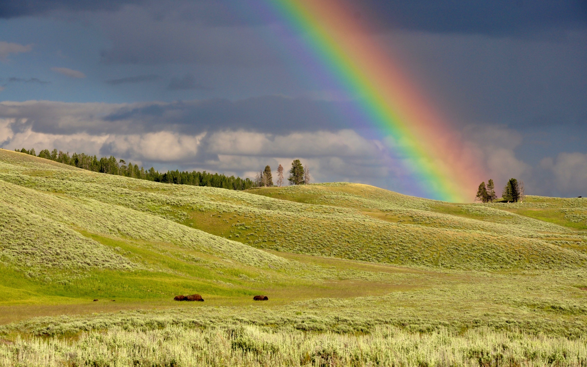 Разноцветная радуга над зеленым лугом