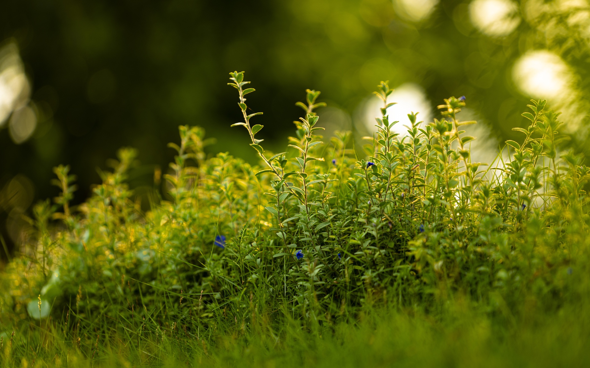 Густая зеленая трава летом 