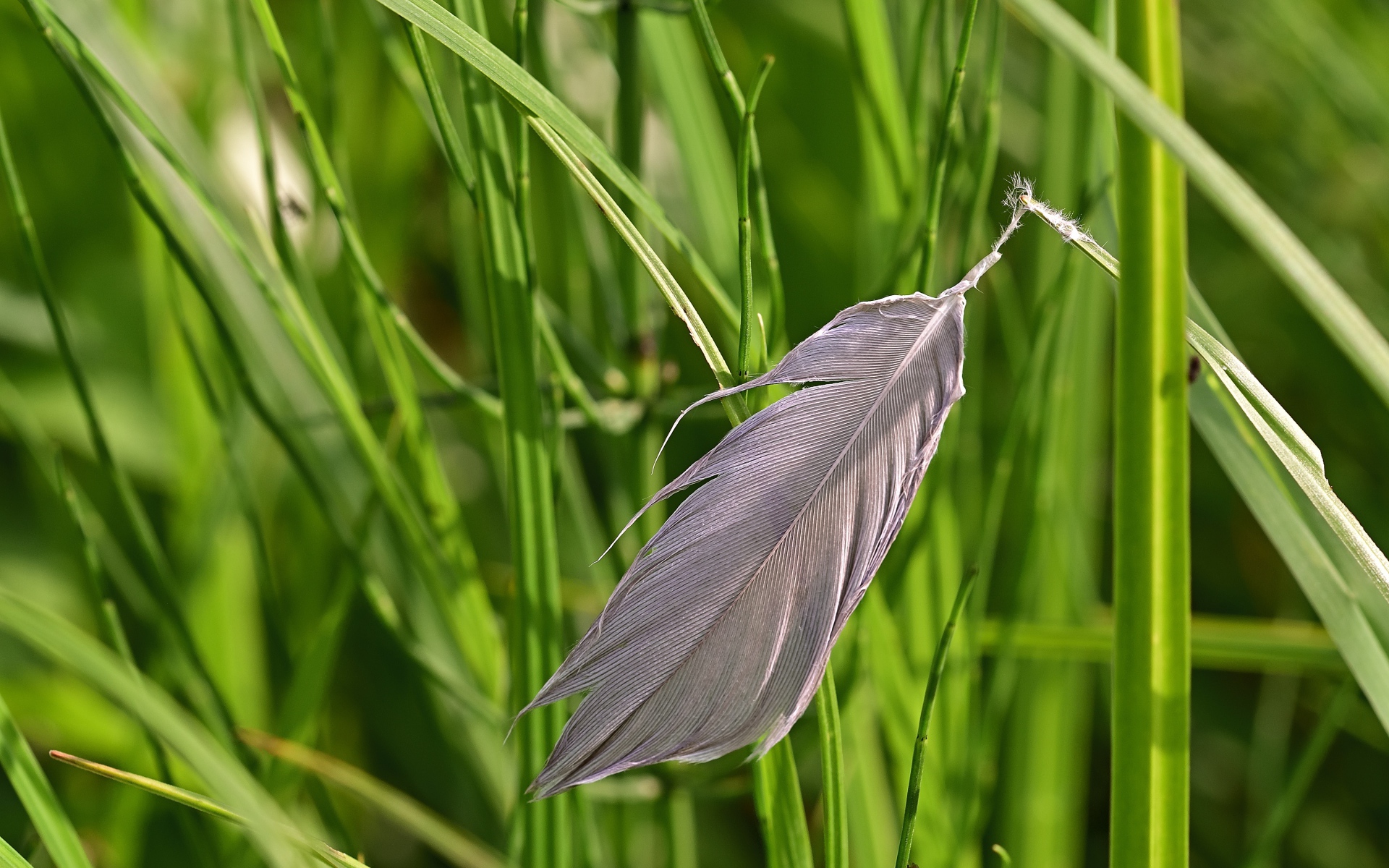 Серое перо лежит на зеленой траве 