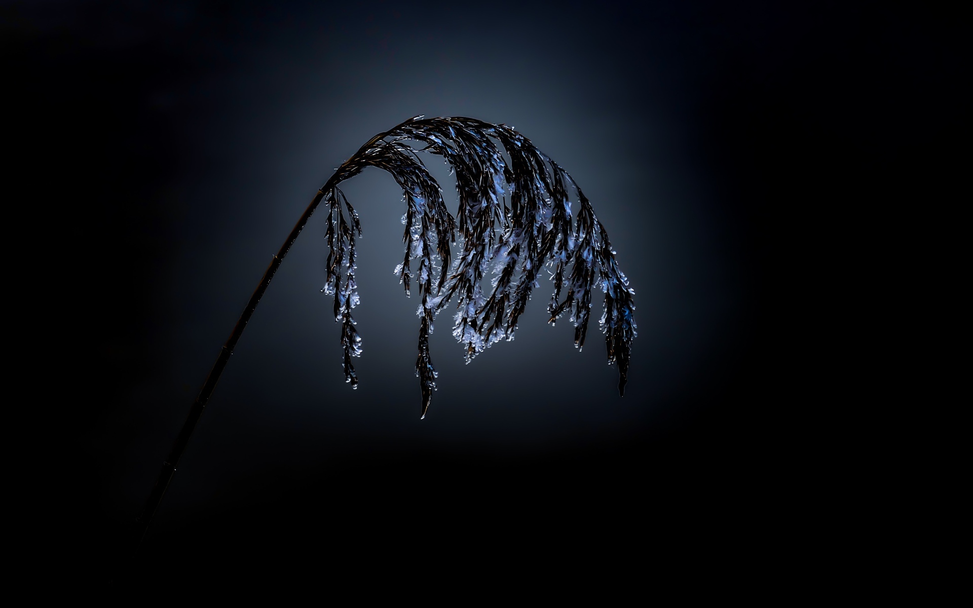 Колосок в инее на черном фоне 