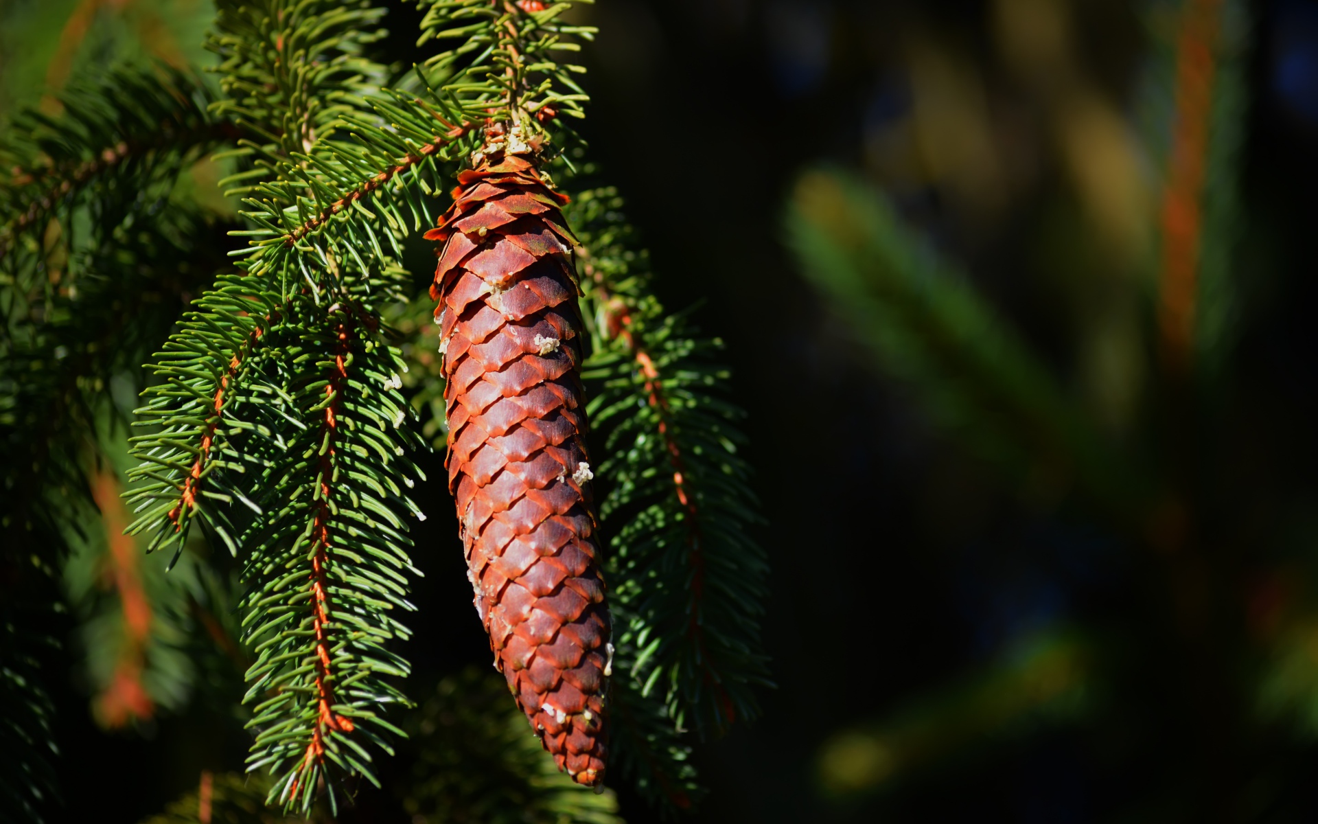 Еловая шишка на ветке с зелеными иголками