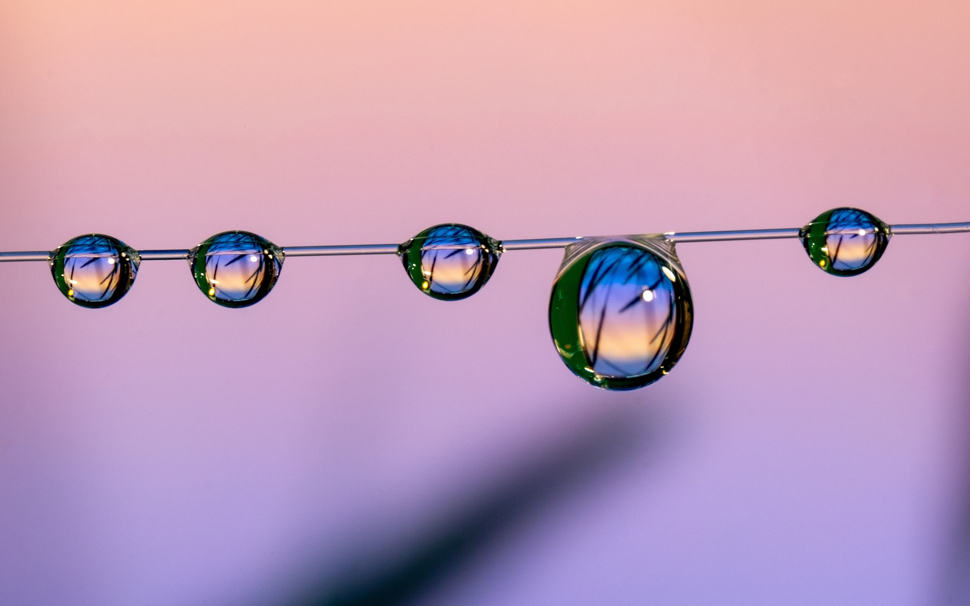 Капли воды на тонкой леске на розовом фоне