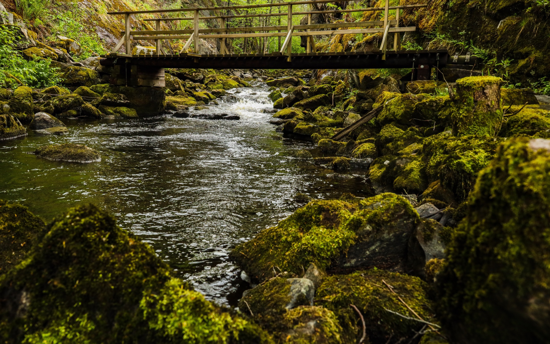 Покрытые мхом камни в реке под мостом