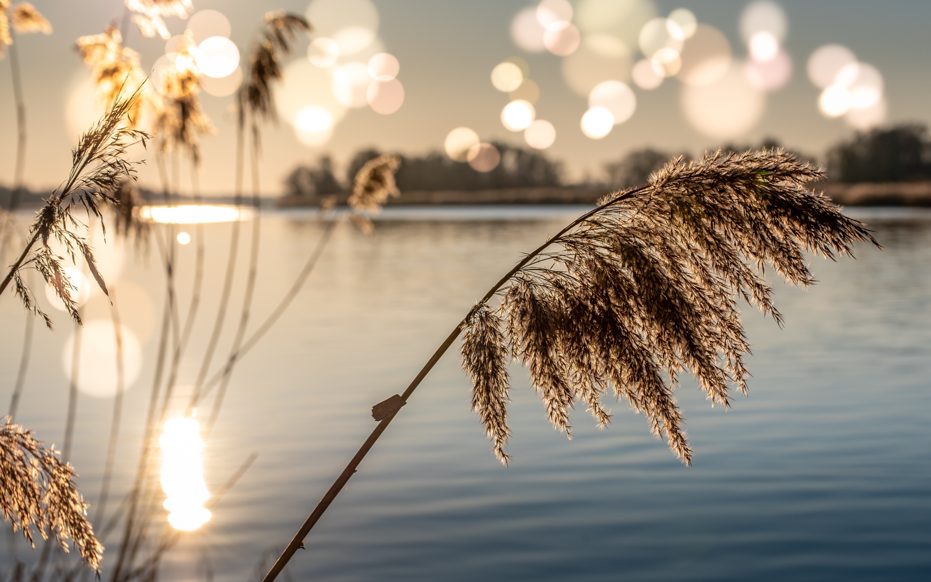 Камыши в пруду в лучах солнца на рассвете