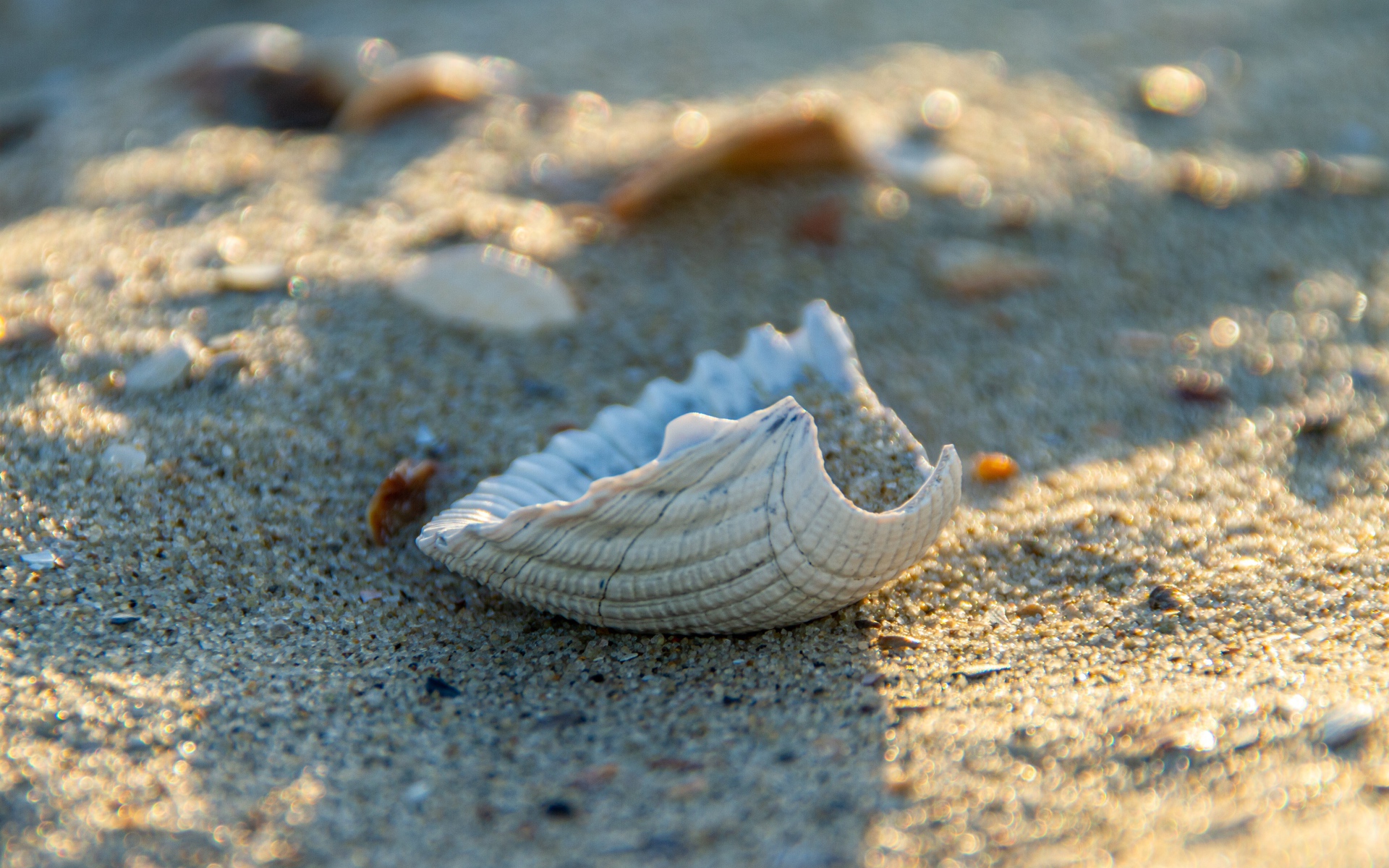 White seashell on hot sand in summer