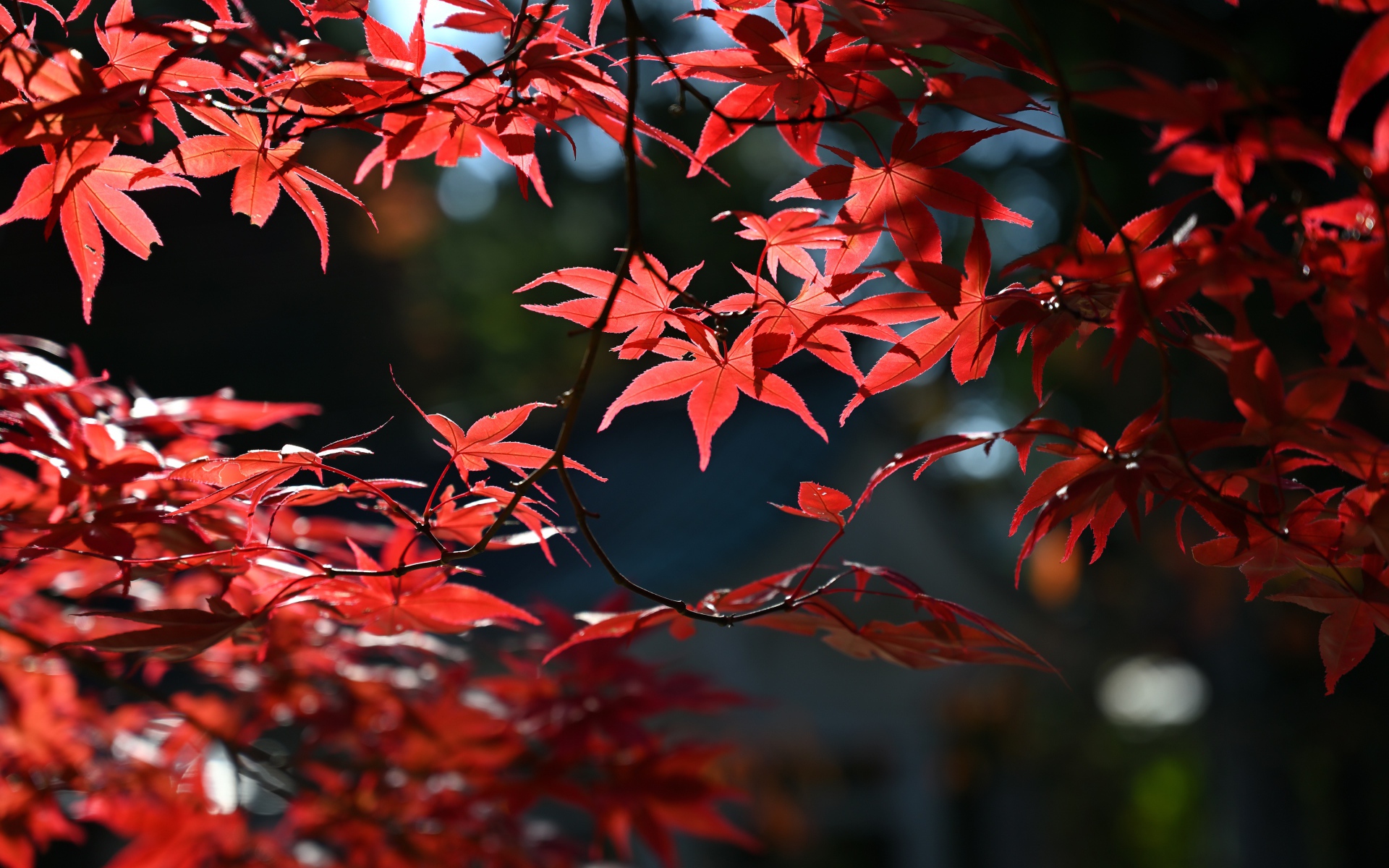 Red leaves in the sun on a tree in autumn