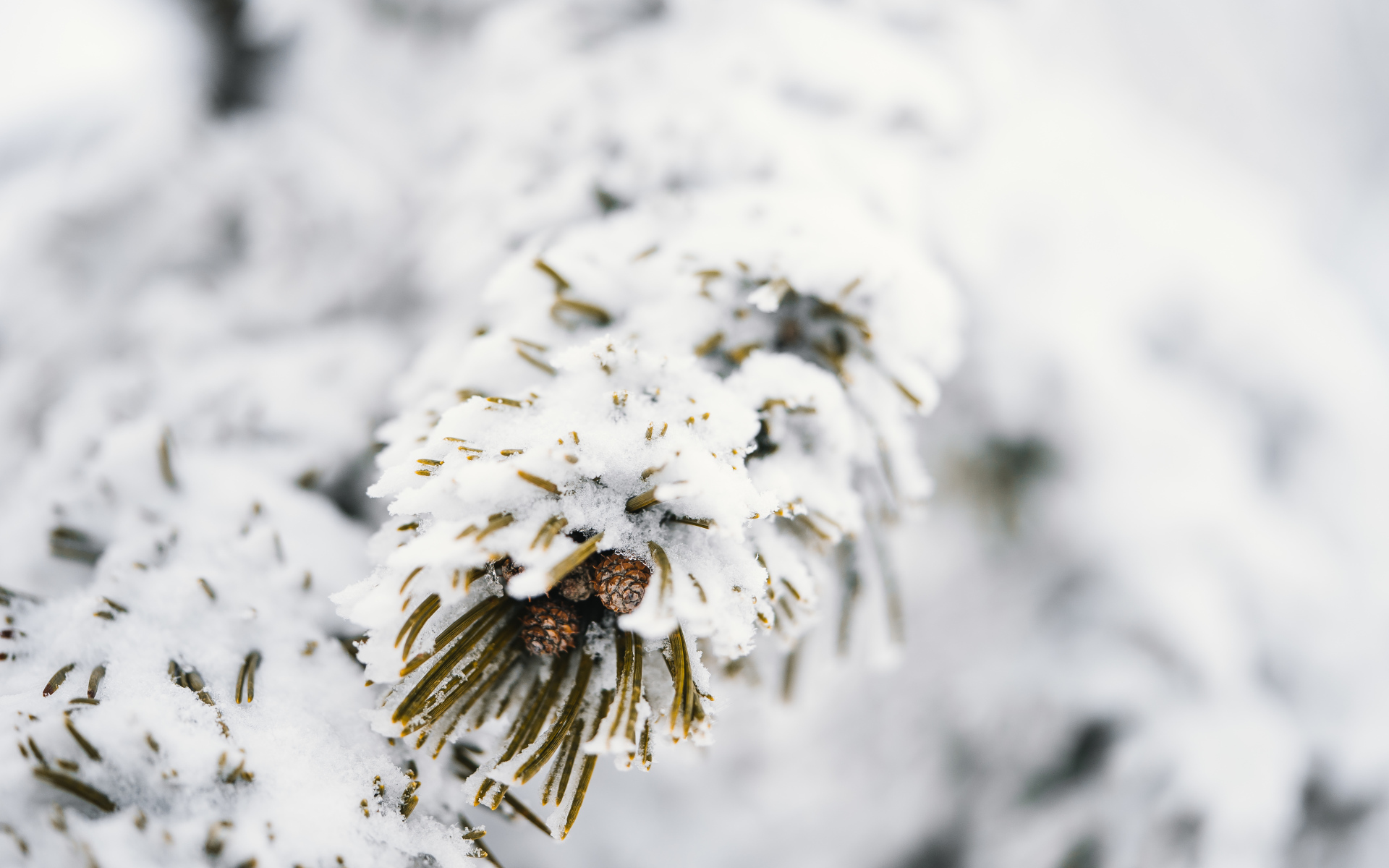 Зеленая ветка сосны покрыта белым холодным снегом