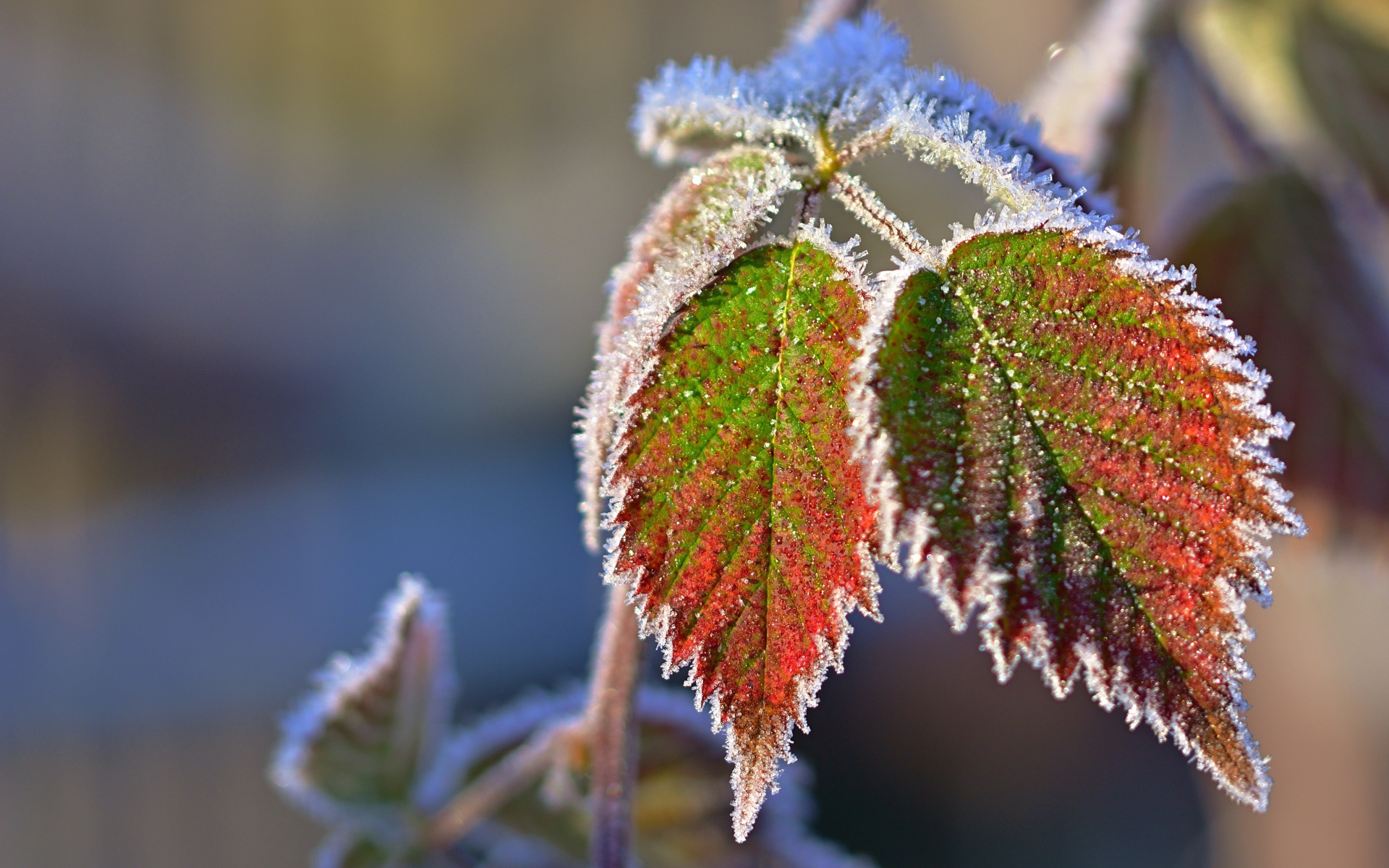 Green raspberry leaves in hoarfrost close up