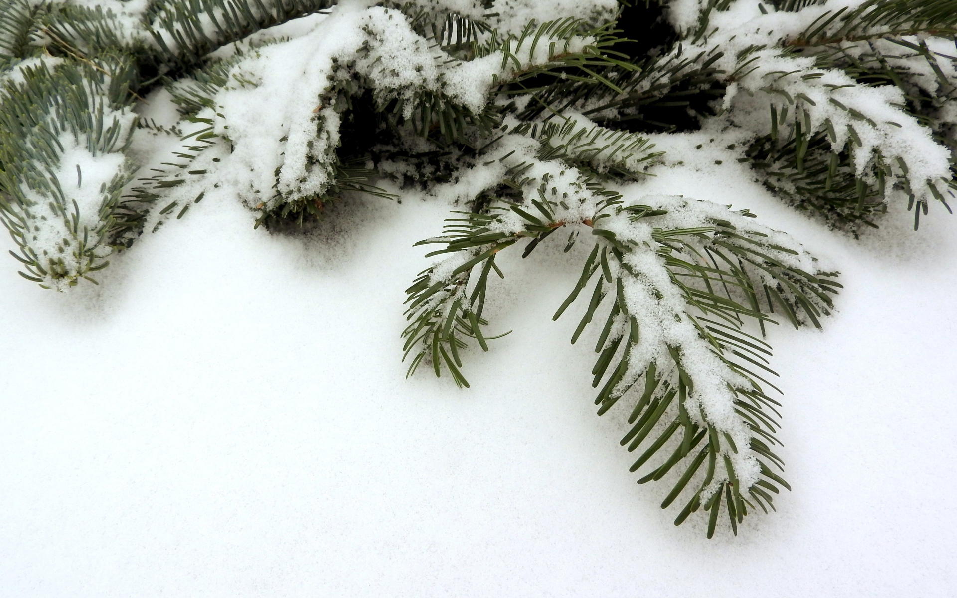 Покрытая снегом зеленая ветка ели зимой 
