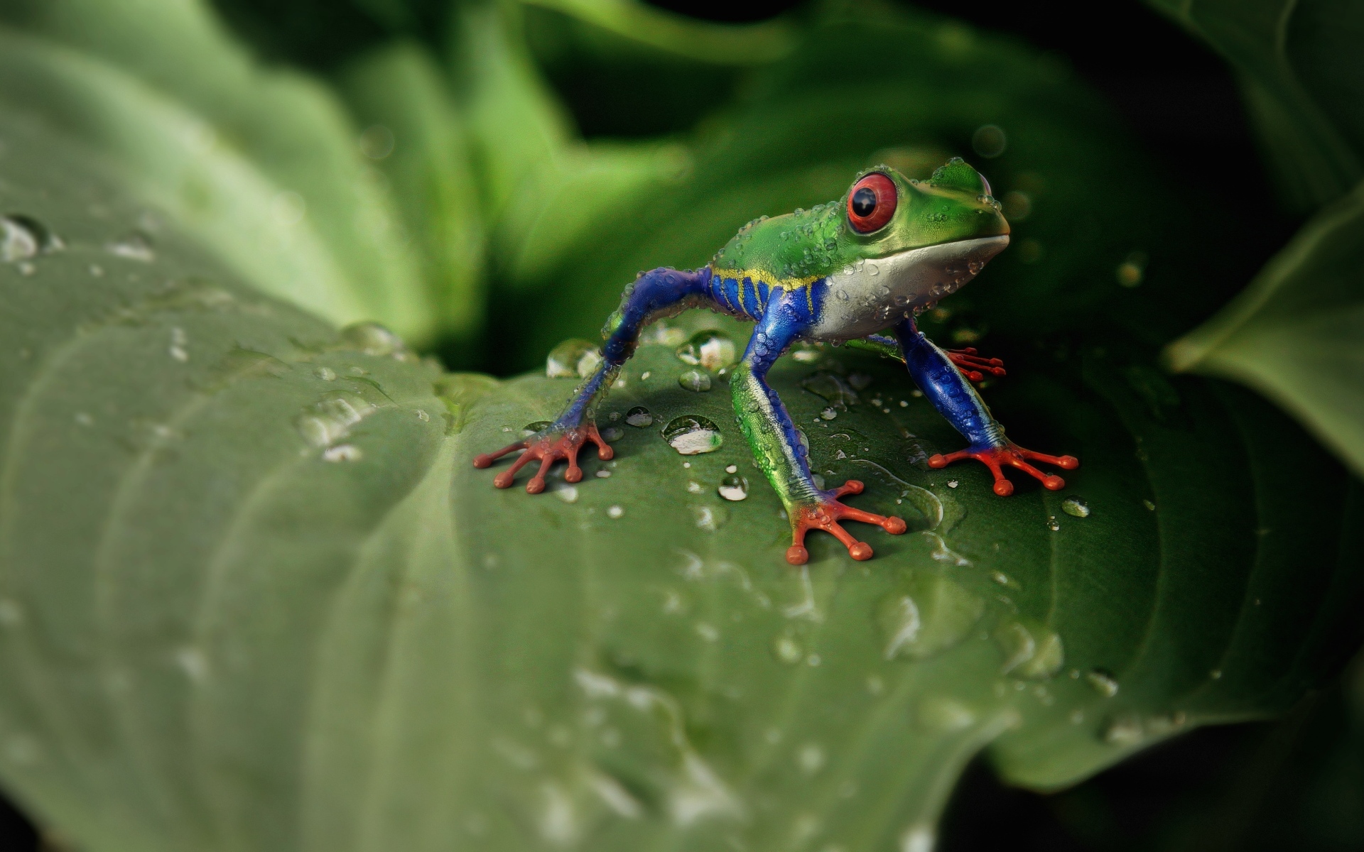 Little green frog sits on a green leaf