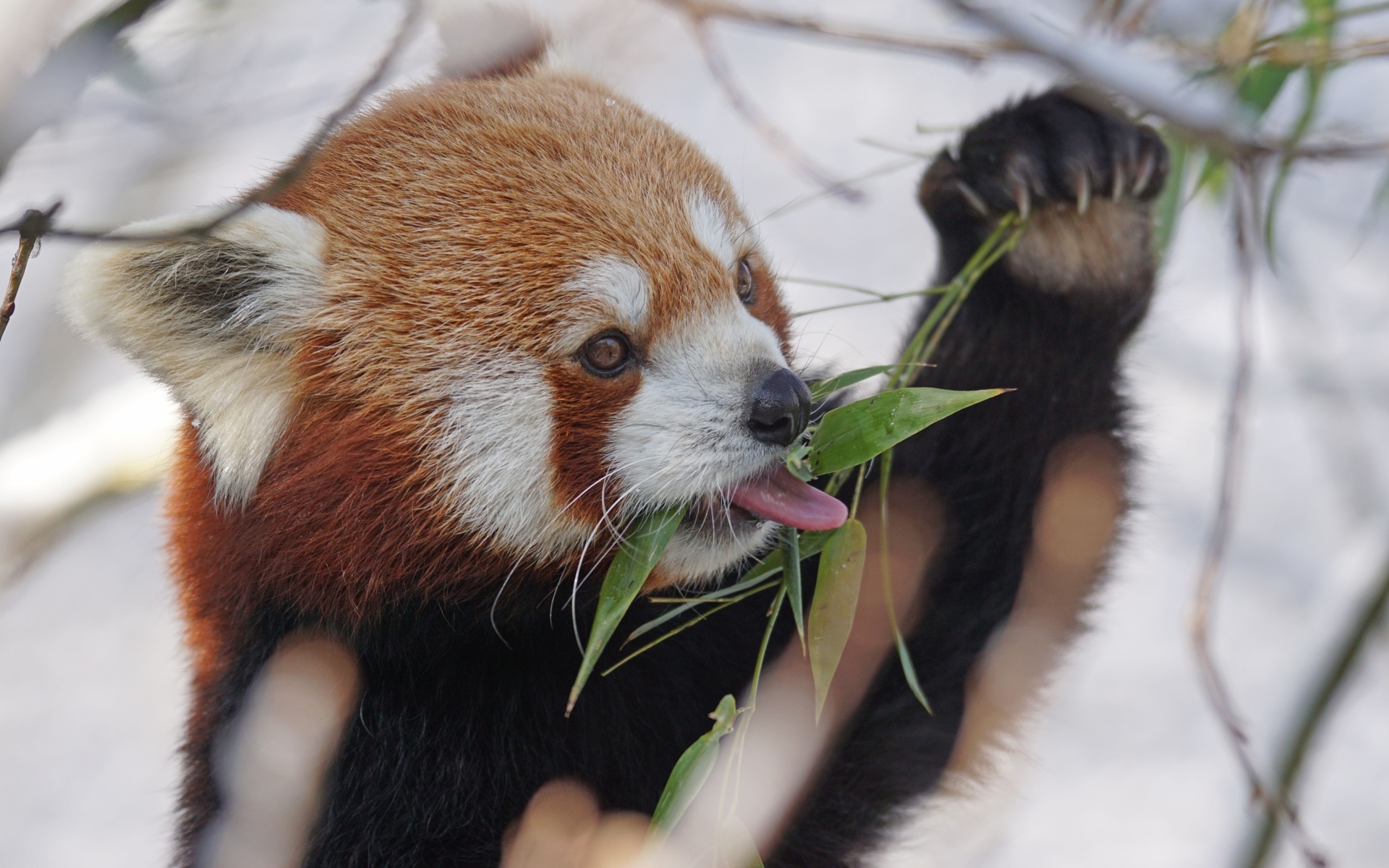 Красная панда ест ветки эвкалипта