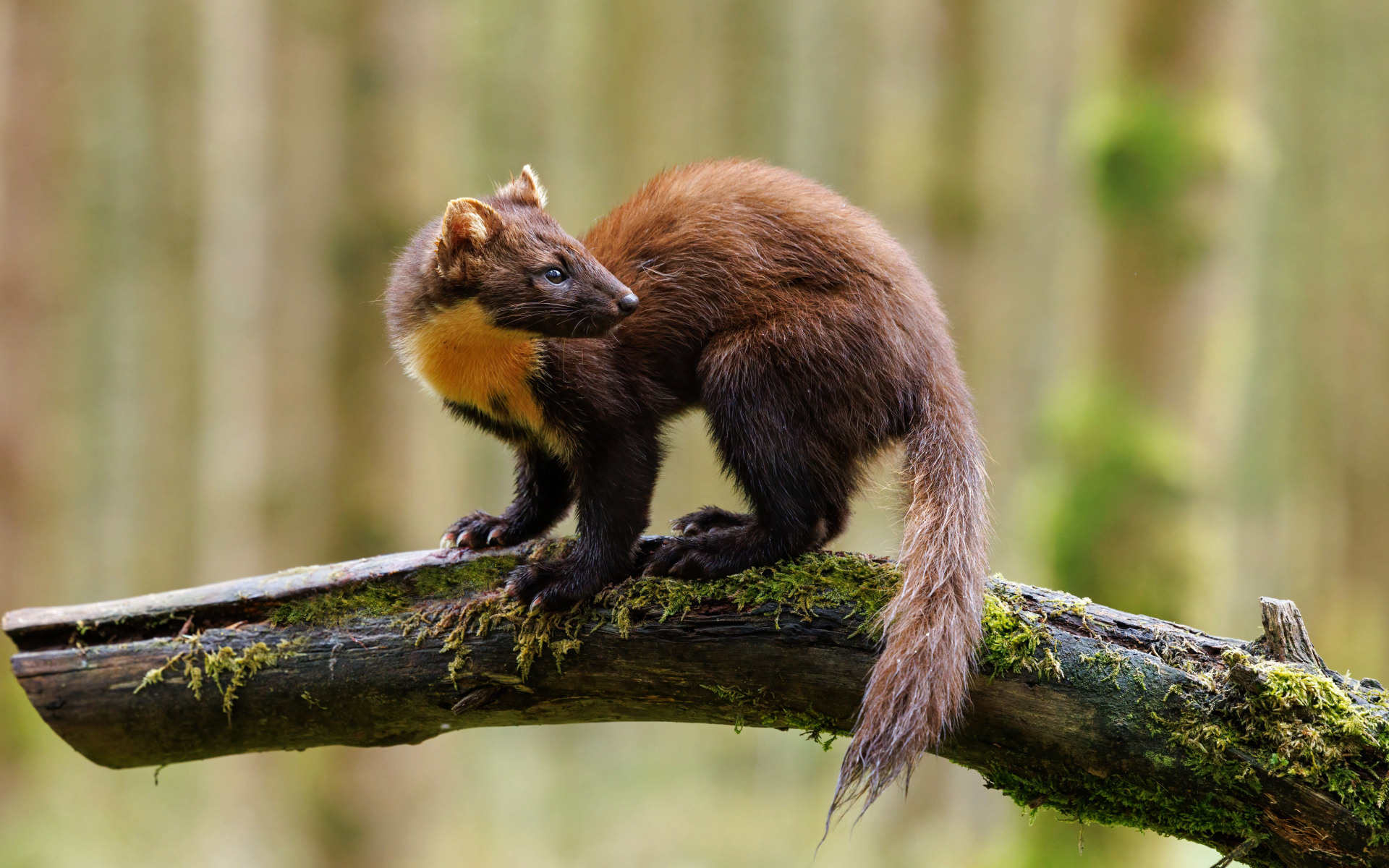 Красивая куница сидит на ветке