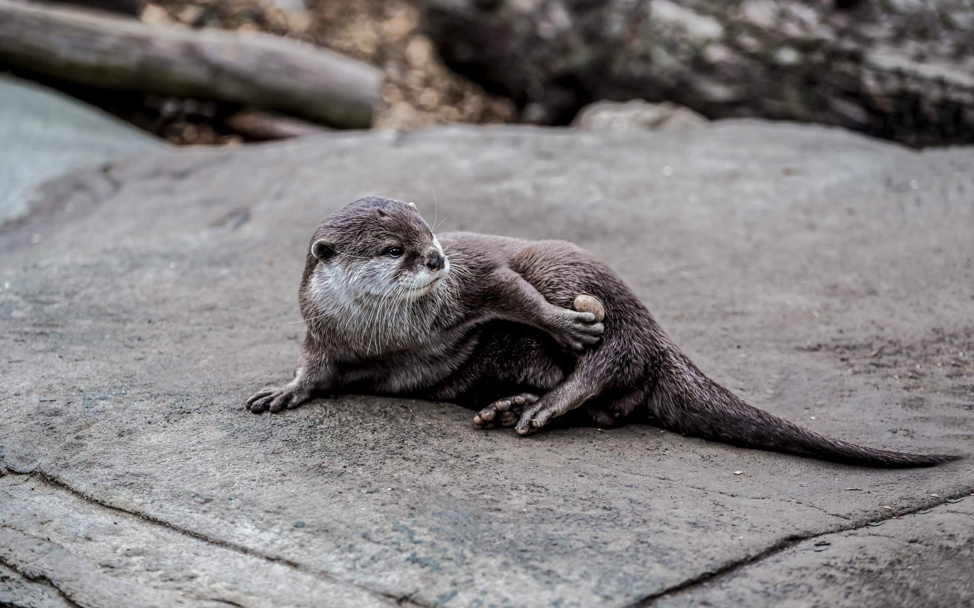 Милая выдра отдыхает на камне