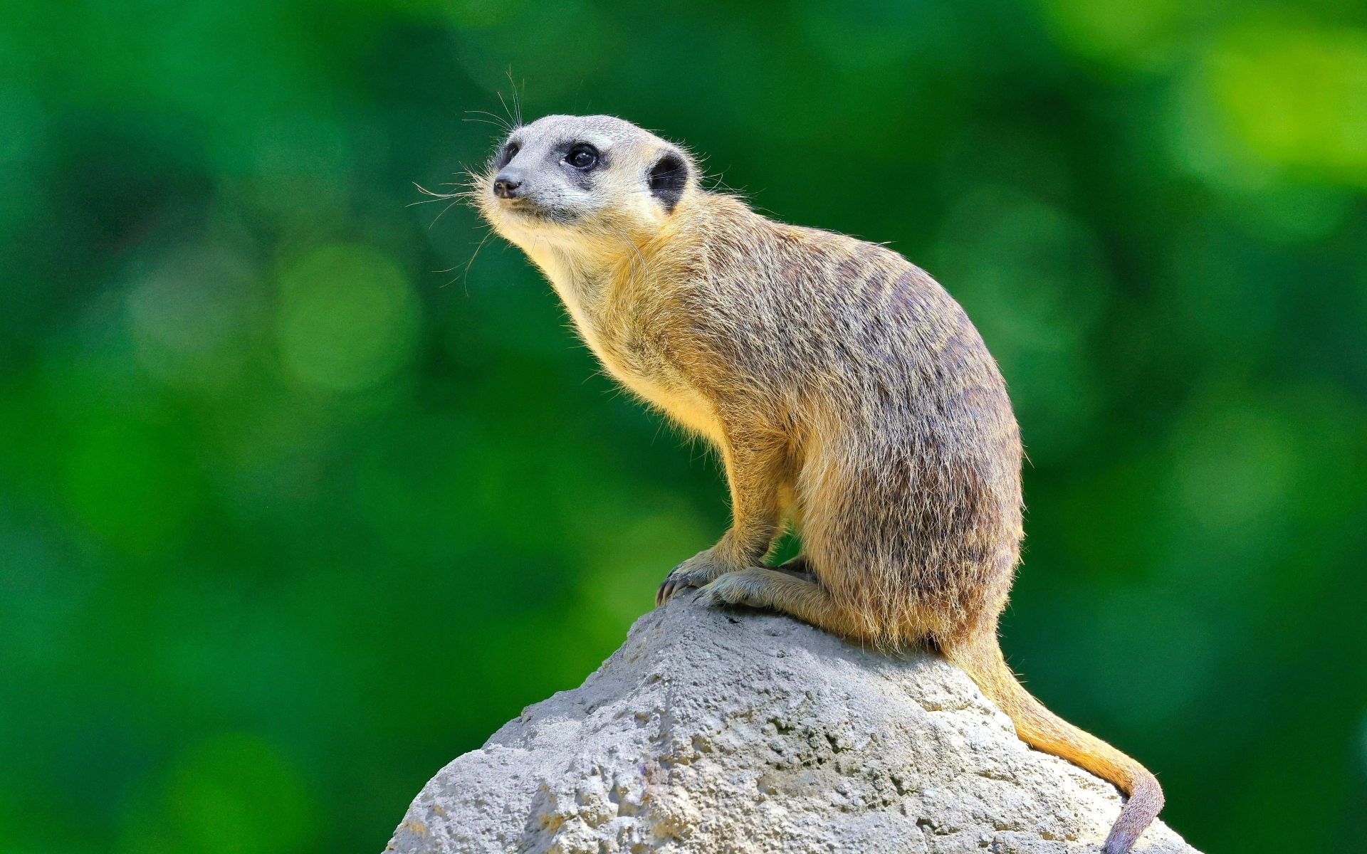 Маленький сурикат сидит на камне