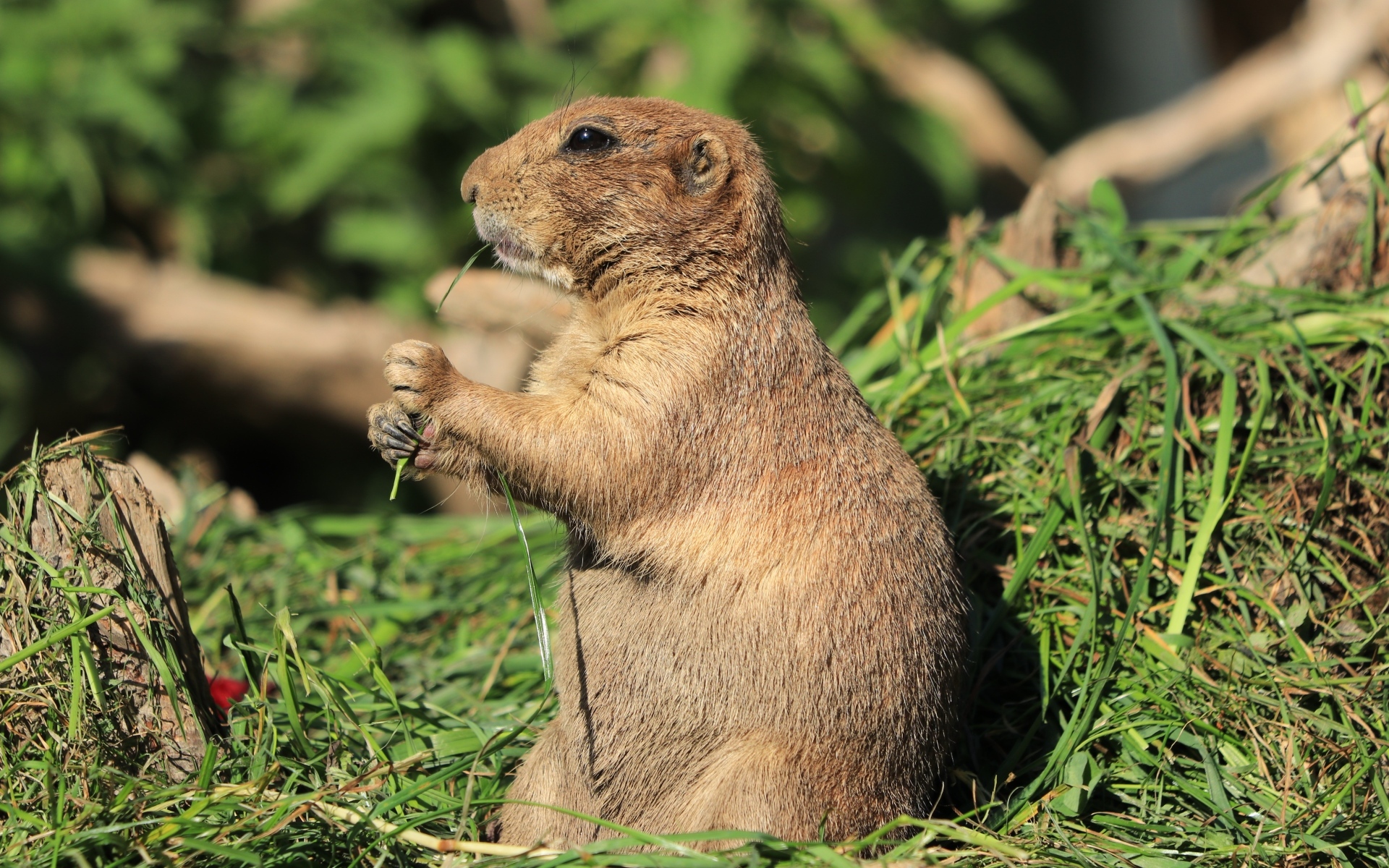 Луговая собачка грызет траву