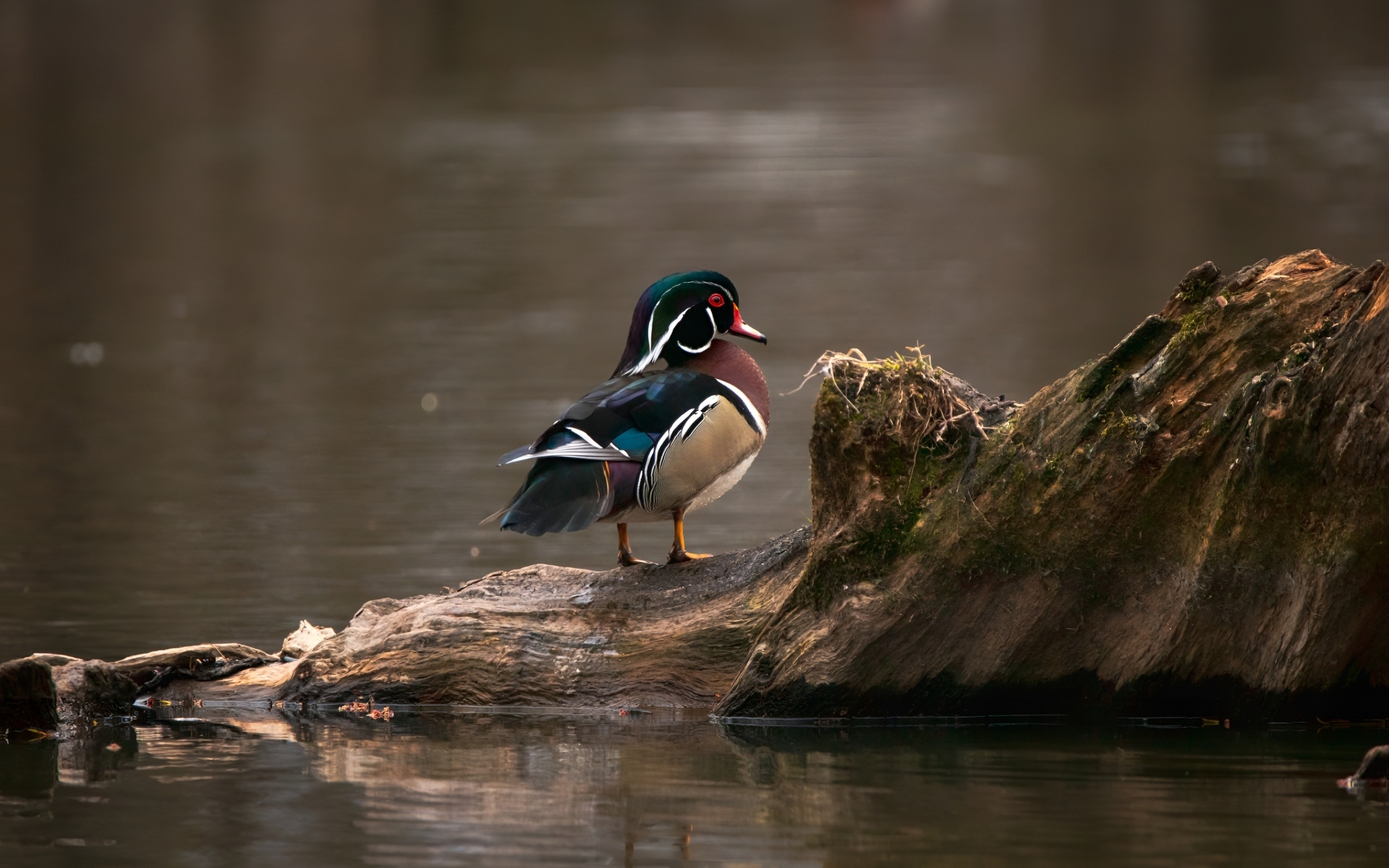 Красивая утка сидит на коряге в воде