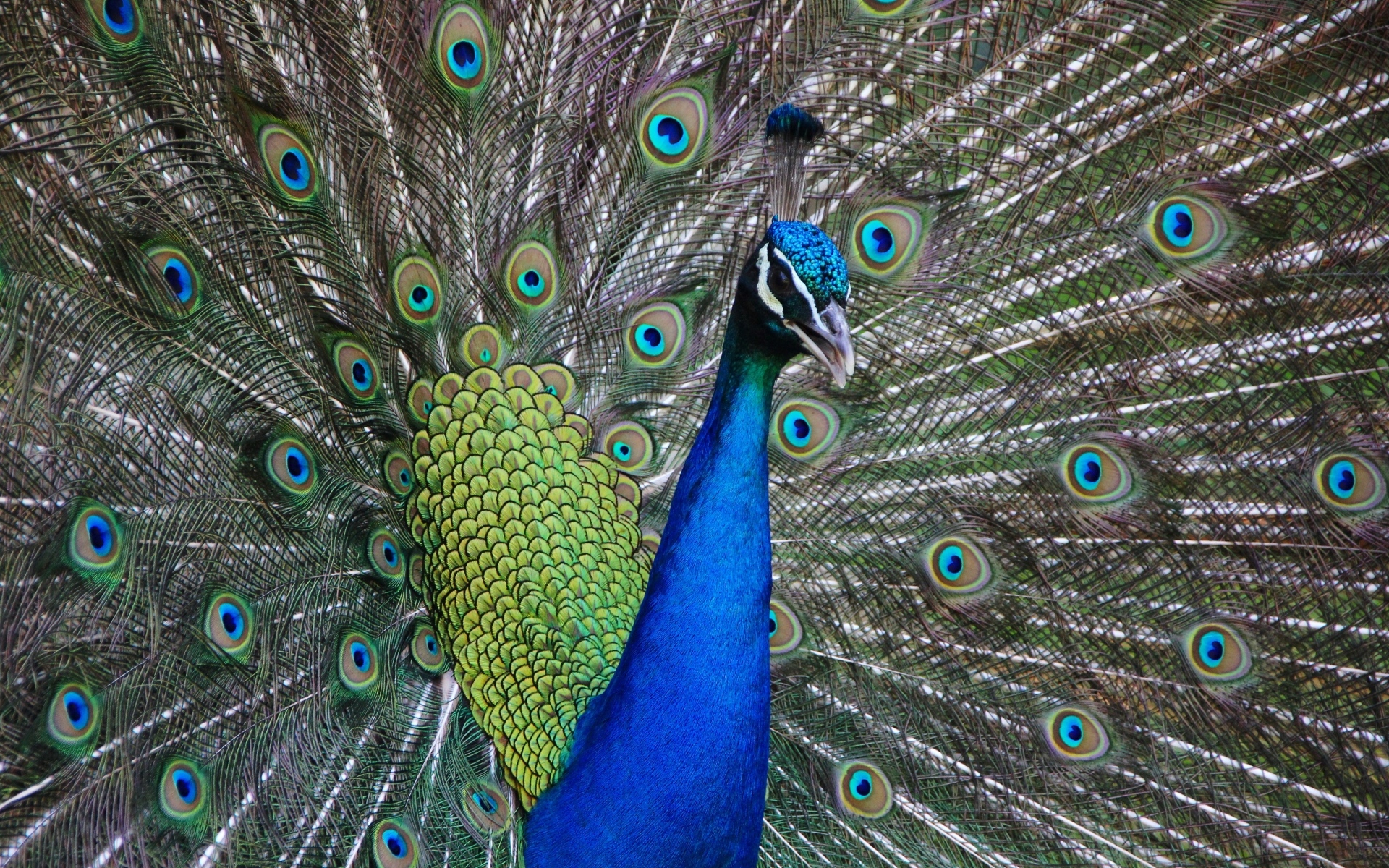 Красивый павлин расправил пышный хвост