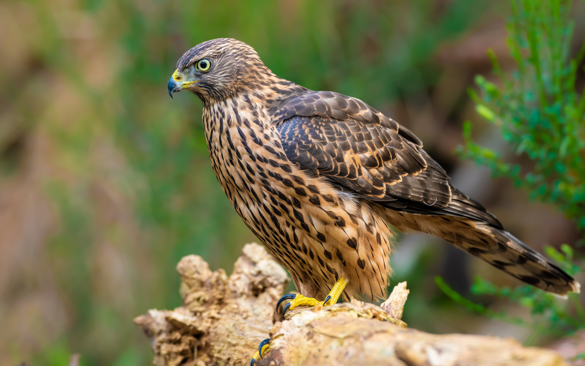 Большой ястреб с острым клювом сидит на ветке