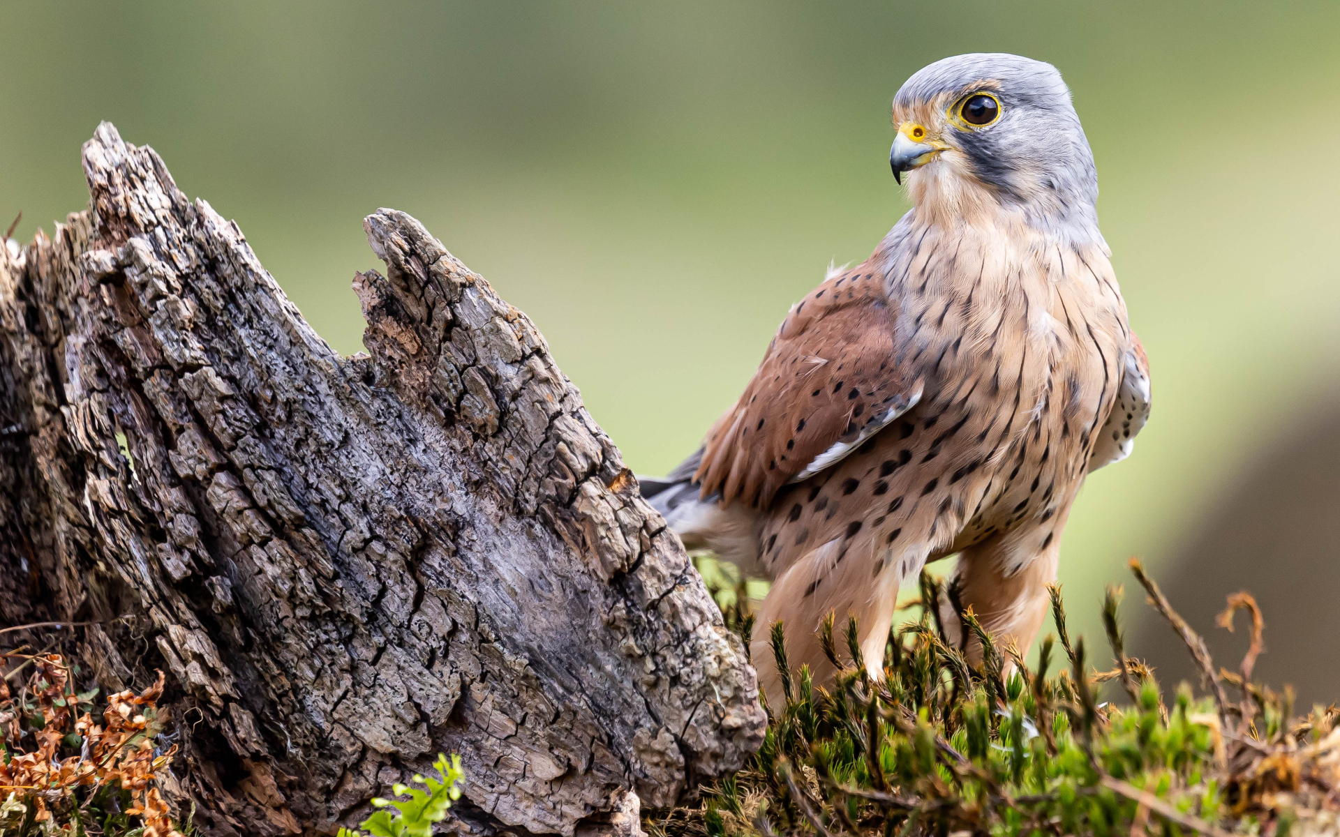Большой хищный сокол сидит  у коряги