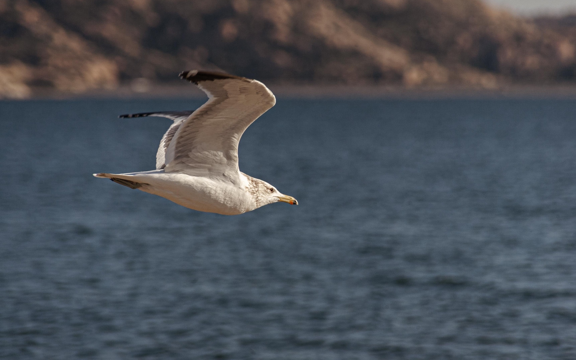 Большая белая чайка летит над морем