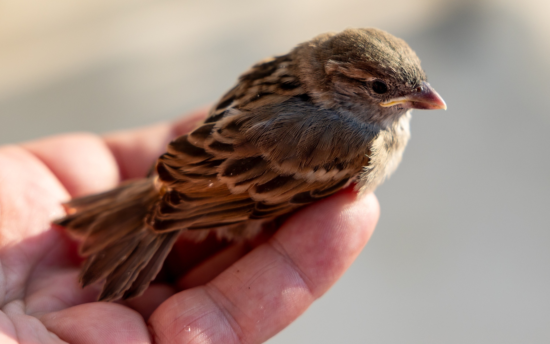 Маленький серый воробей сидит на ладони 
