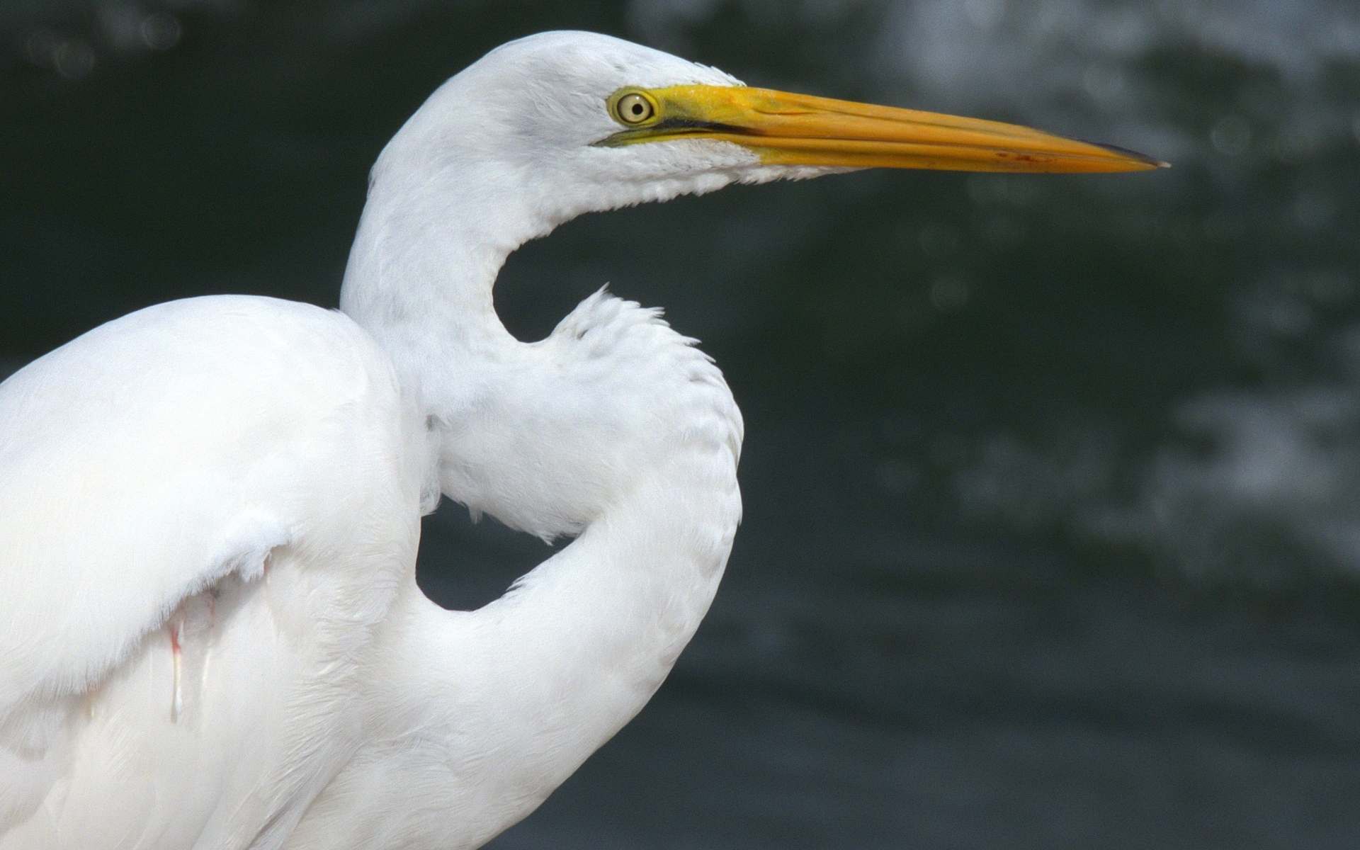 Красивая белая цапля с длинным острым клювом
