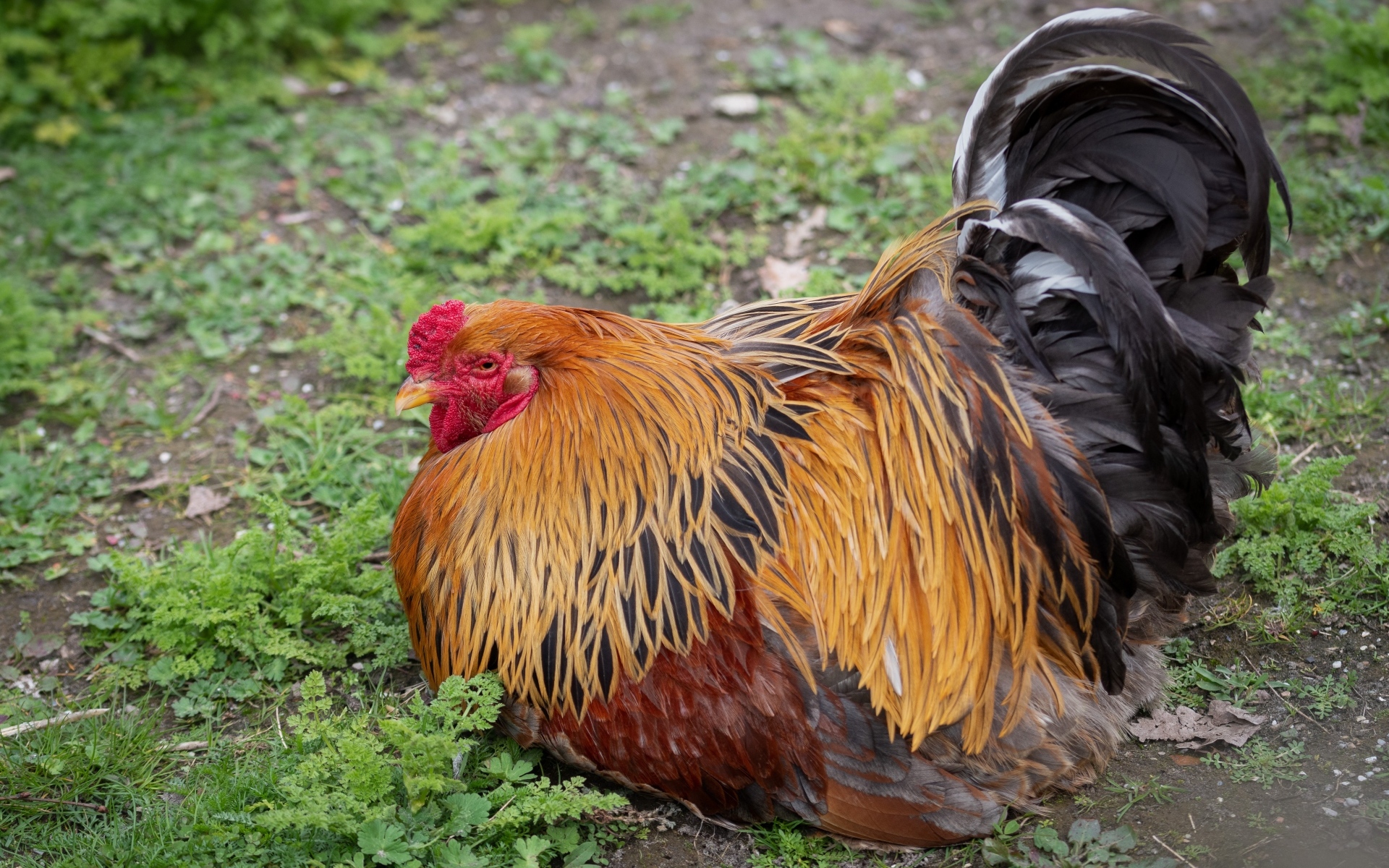 Большой красивый домашний петух