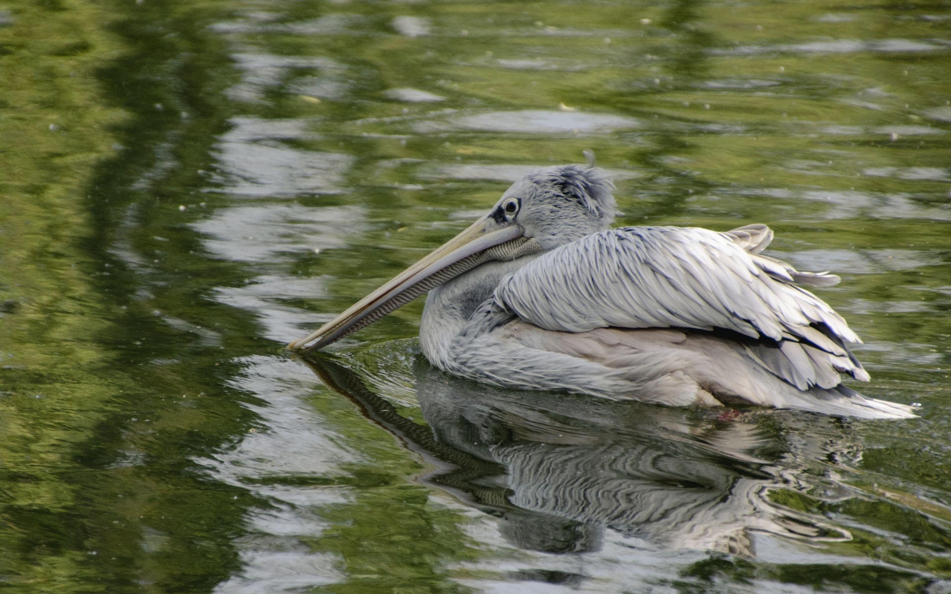 Большой серый пеликан в воде
