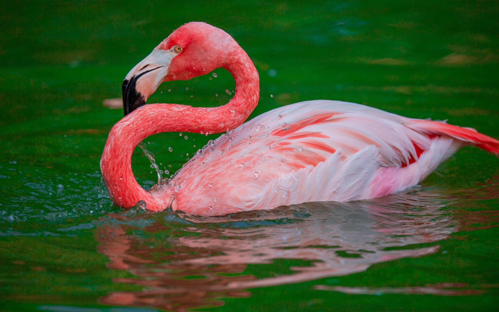 Большой розовый фламинго плавает в воде 