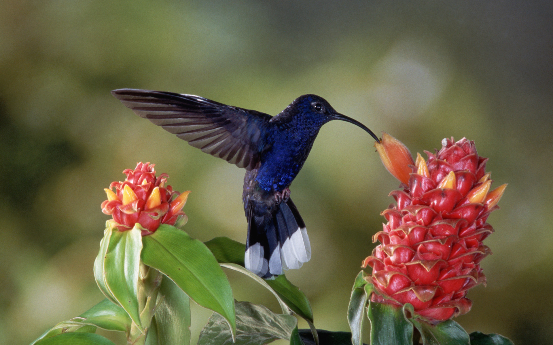 Черная птица колибри над красным цветком