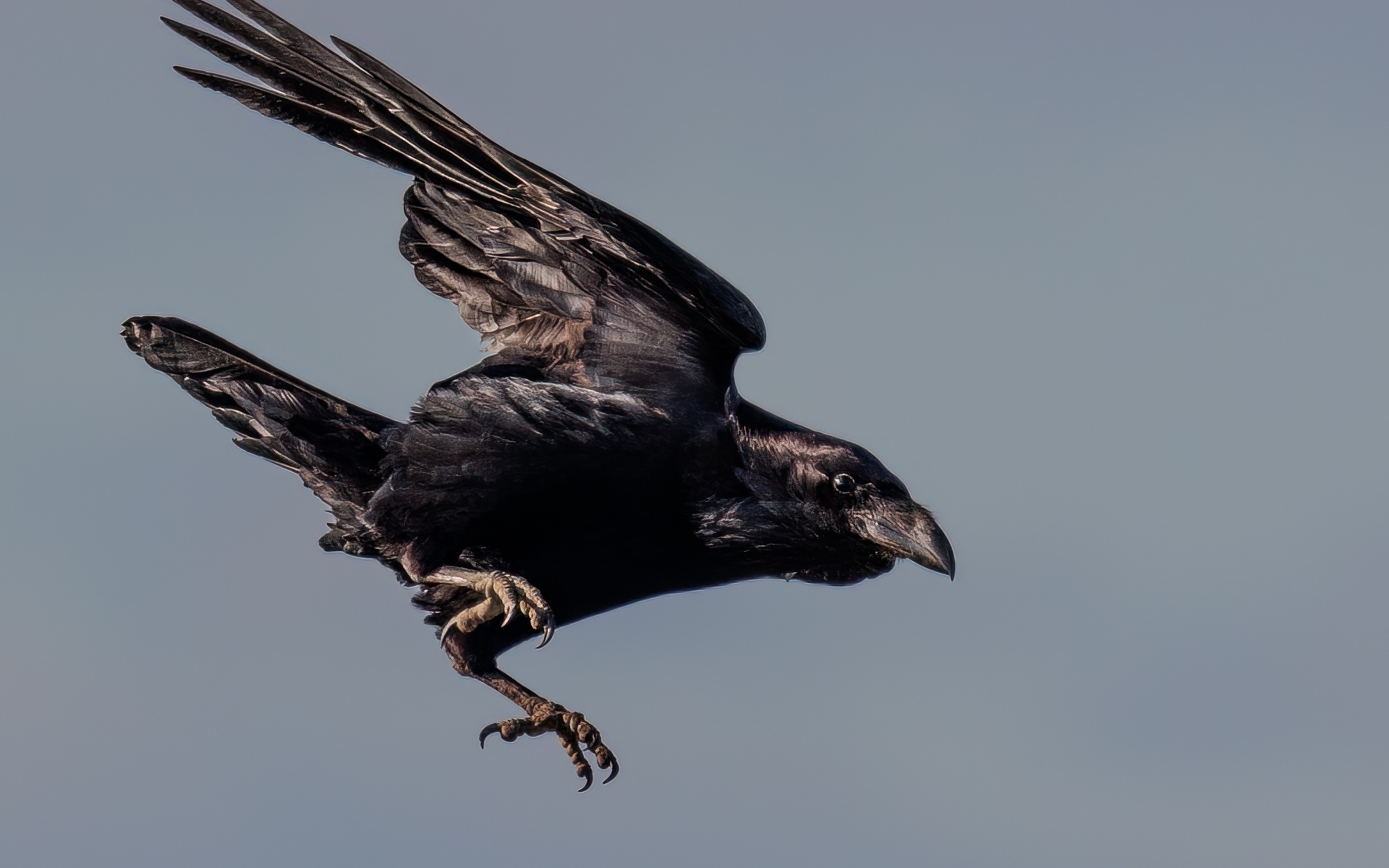 Черный ворон летит в небе