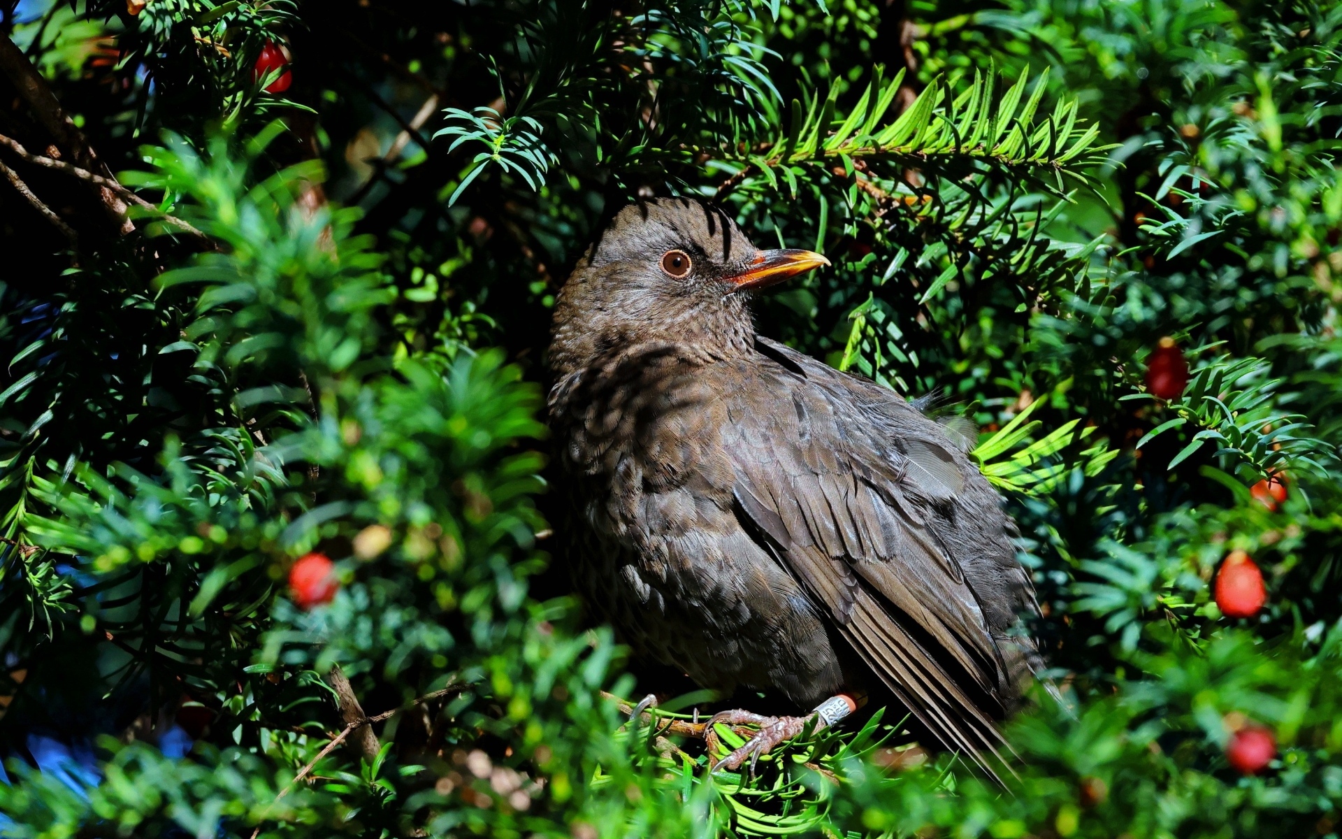 Черный обыкновенный дрозд в ветках