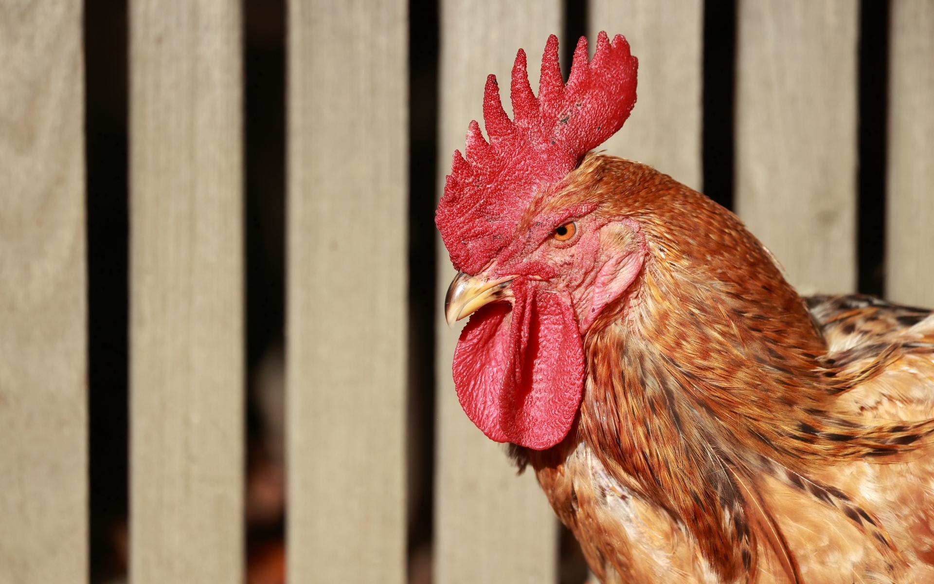 Коричневый петух с красным гребнем