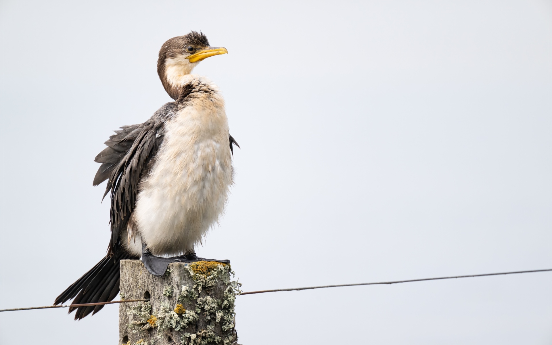 Баклан сидит на столбе у воды
