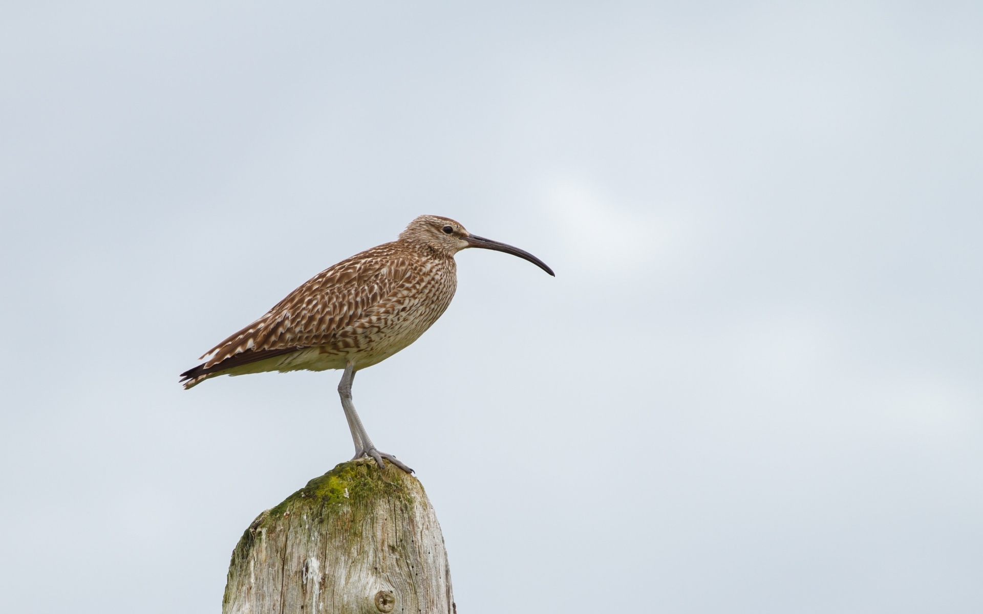 Птица кроншнеп с длинным острым клювом