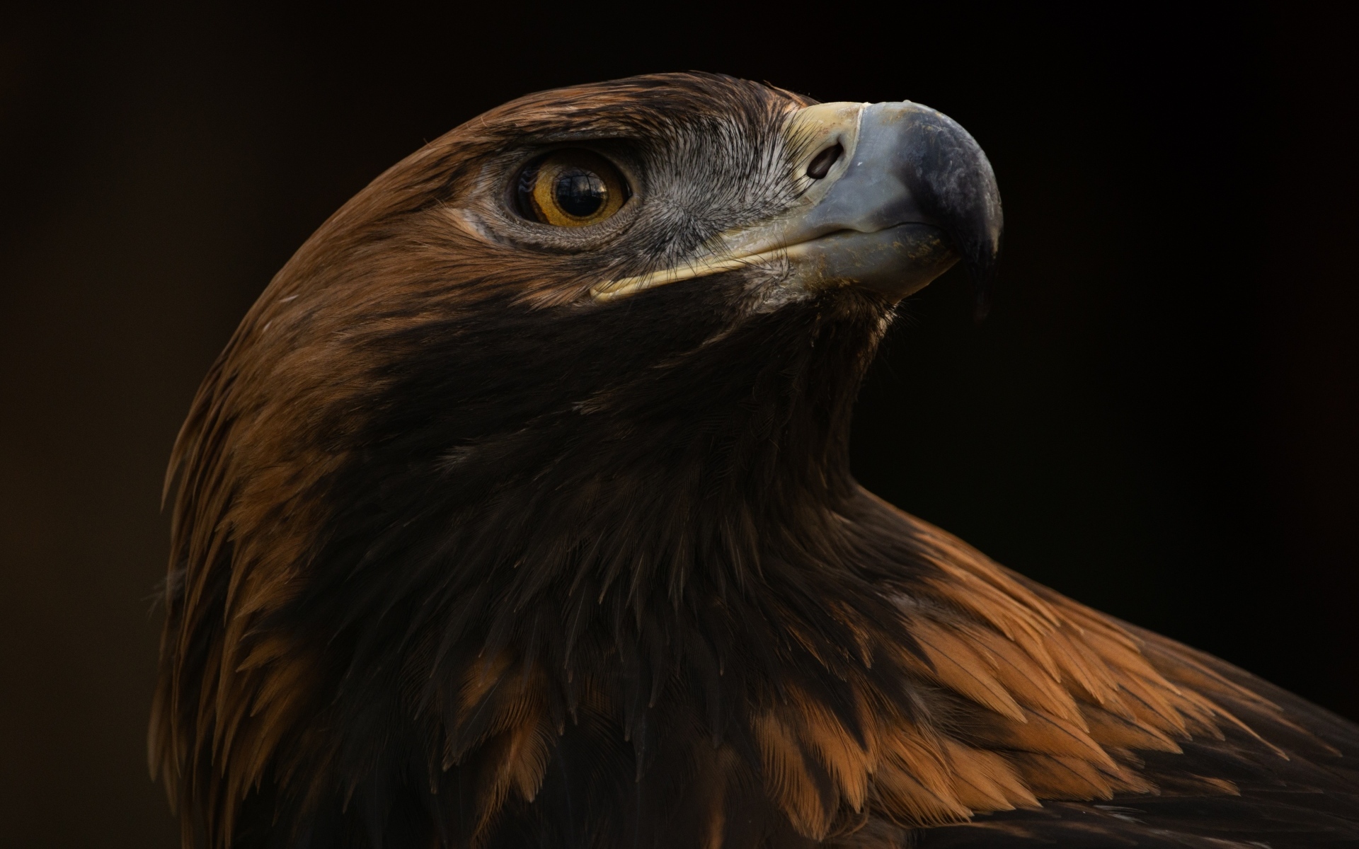 Голова орла на черном фоне