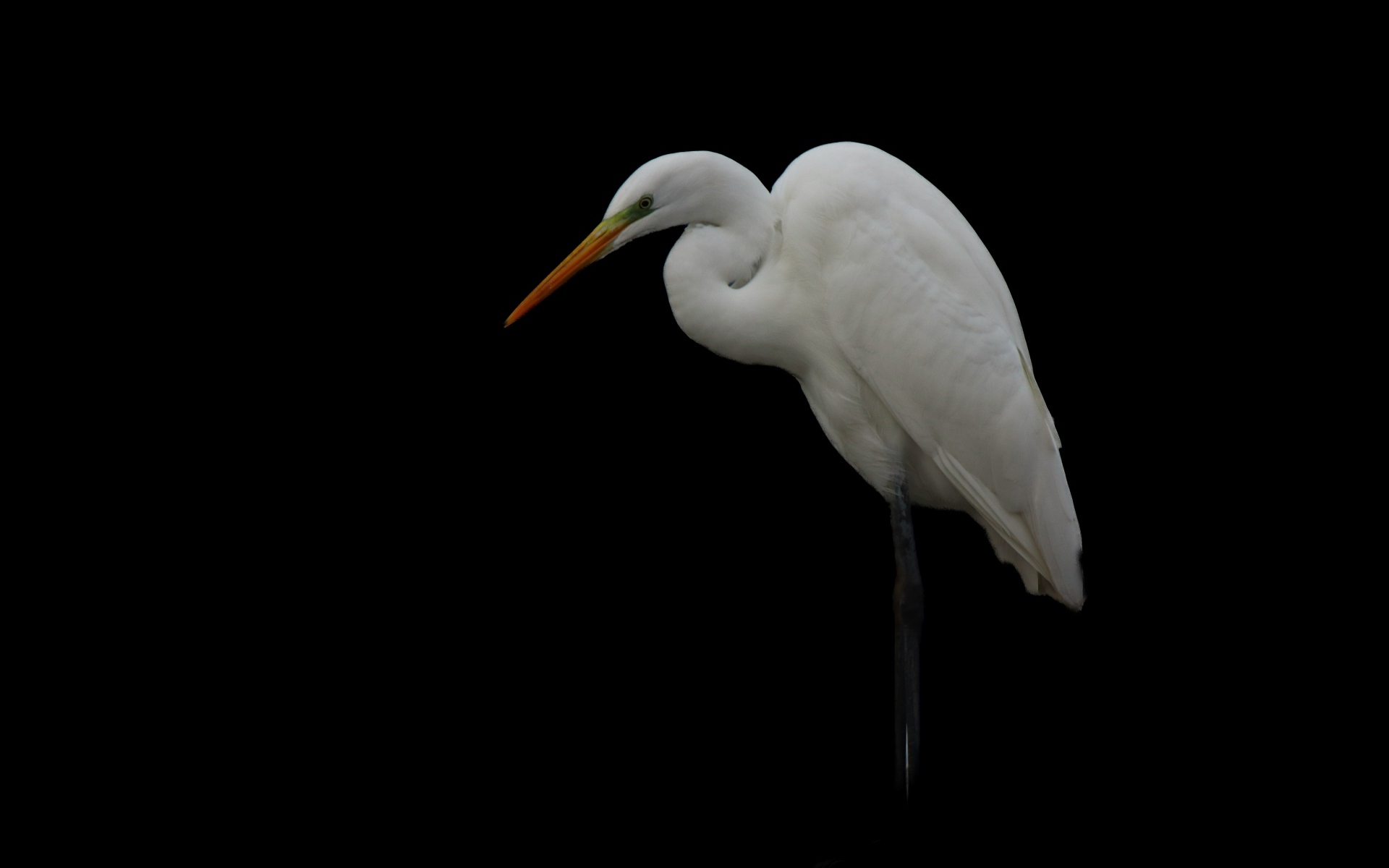 Белая цапля на черном фоне
