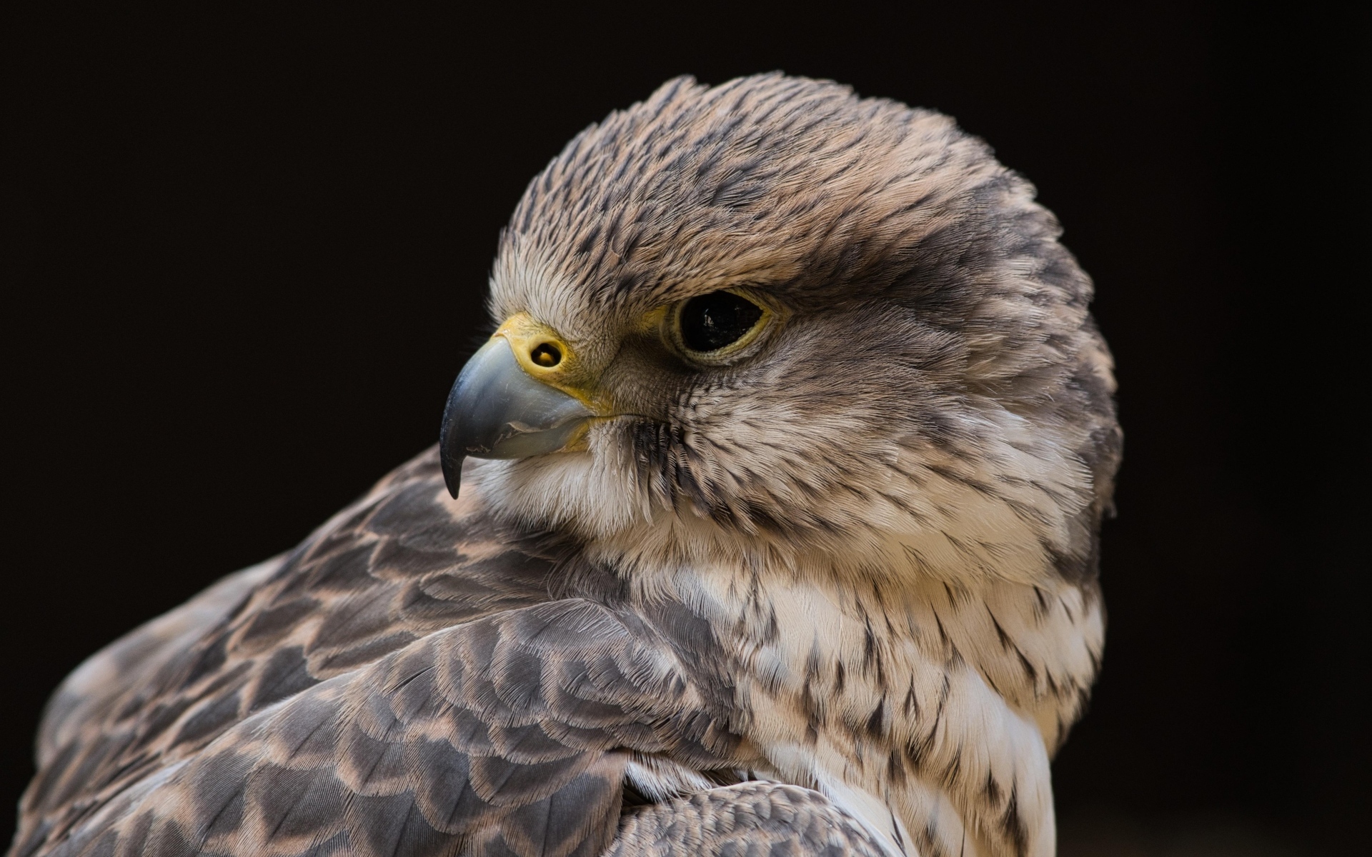 Сокол на черном фоне крупным планом