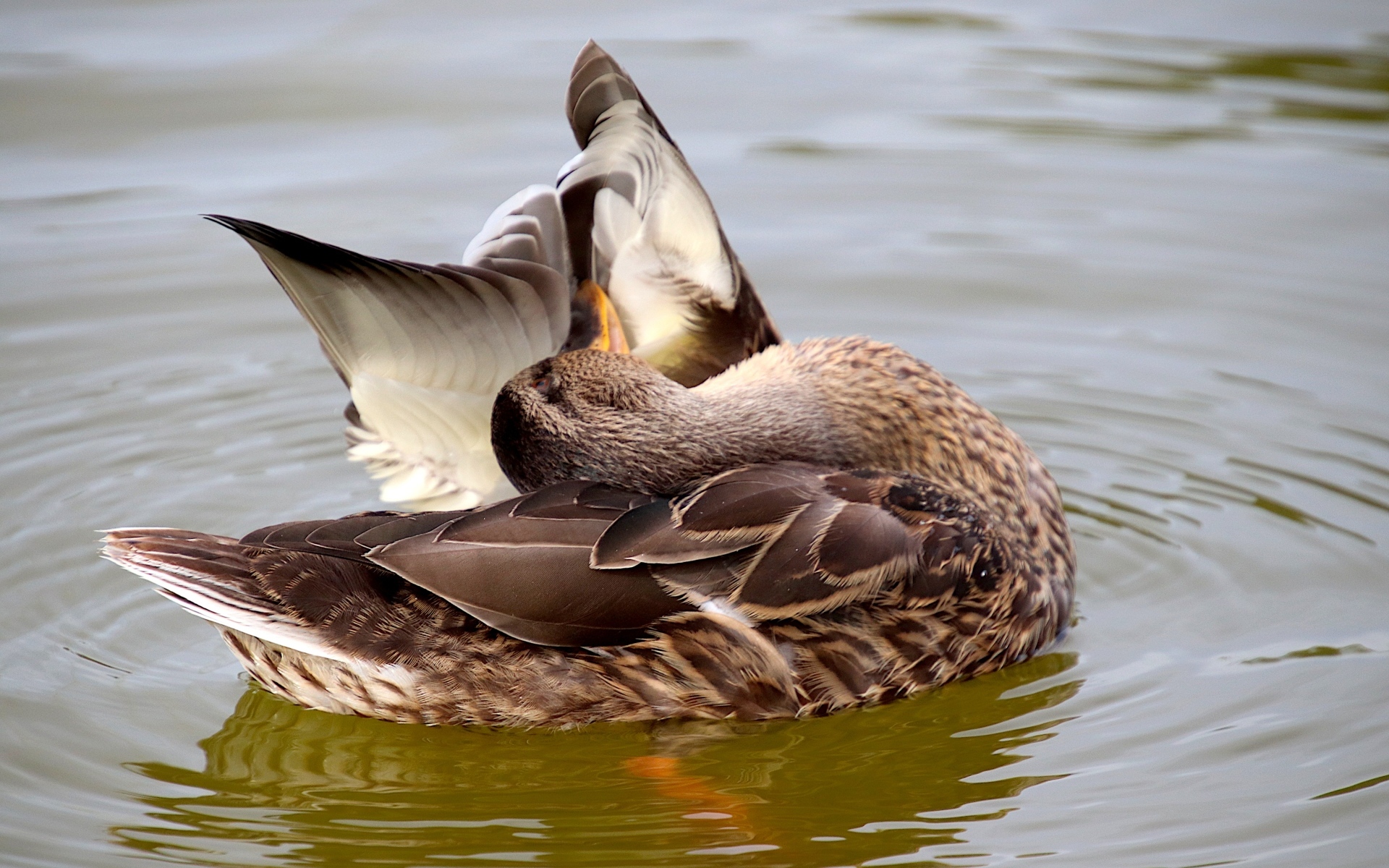 Гусь чистит перья в воде