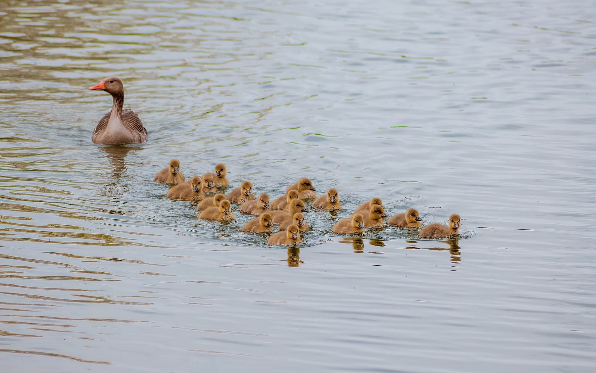 Серый гусь с птенцами плывет по воде